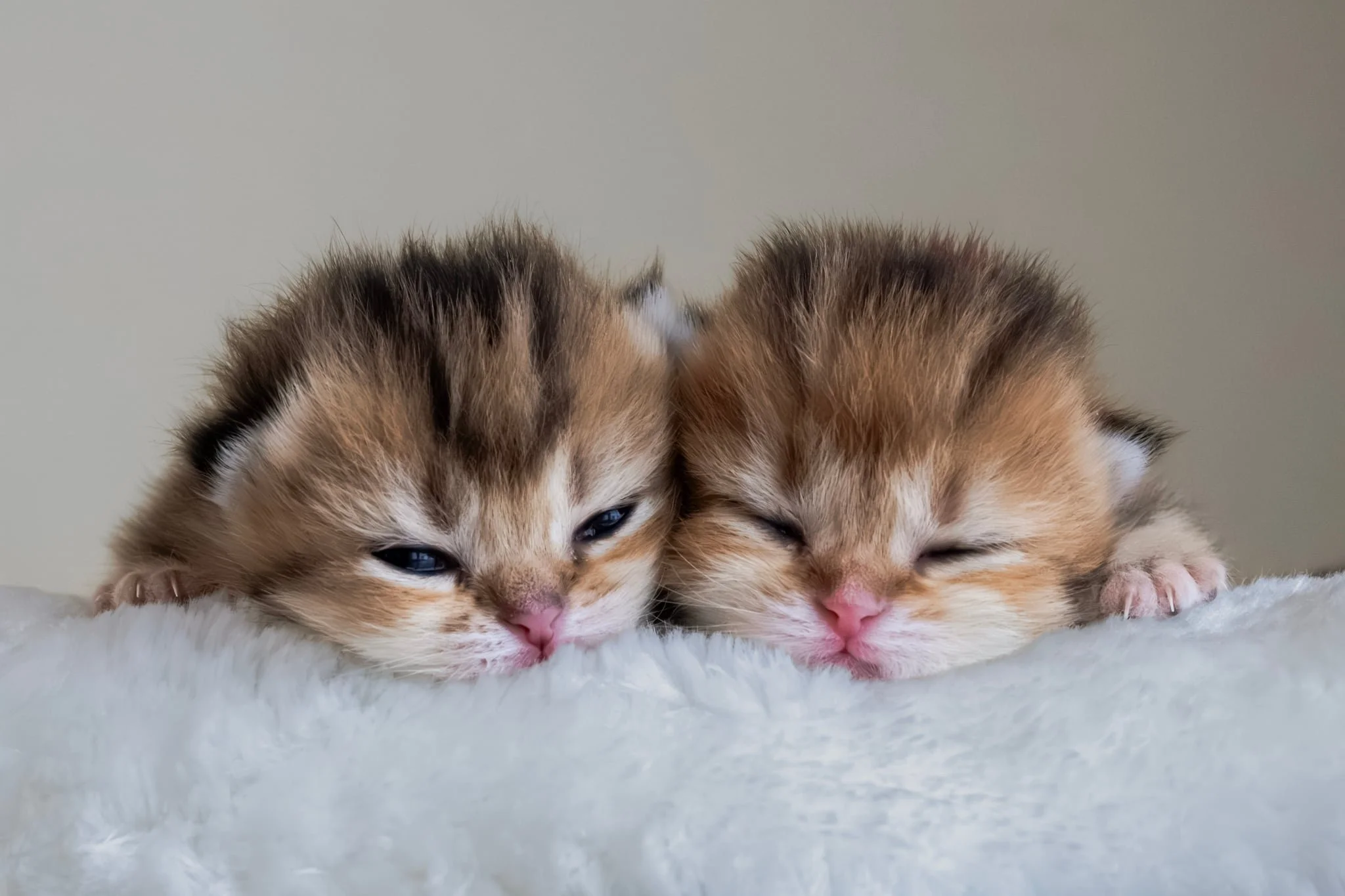 Messenger_creation_8B310CAF-4A7C-4BBF-8D51-FC19E65E803E.jpeg (Copy)