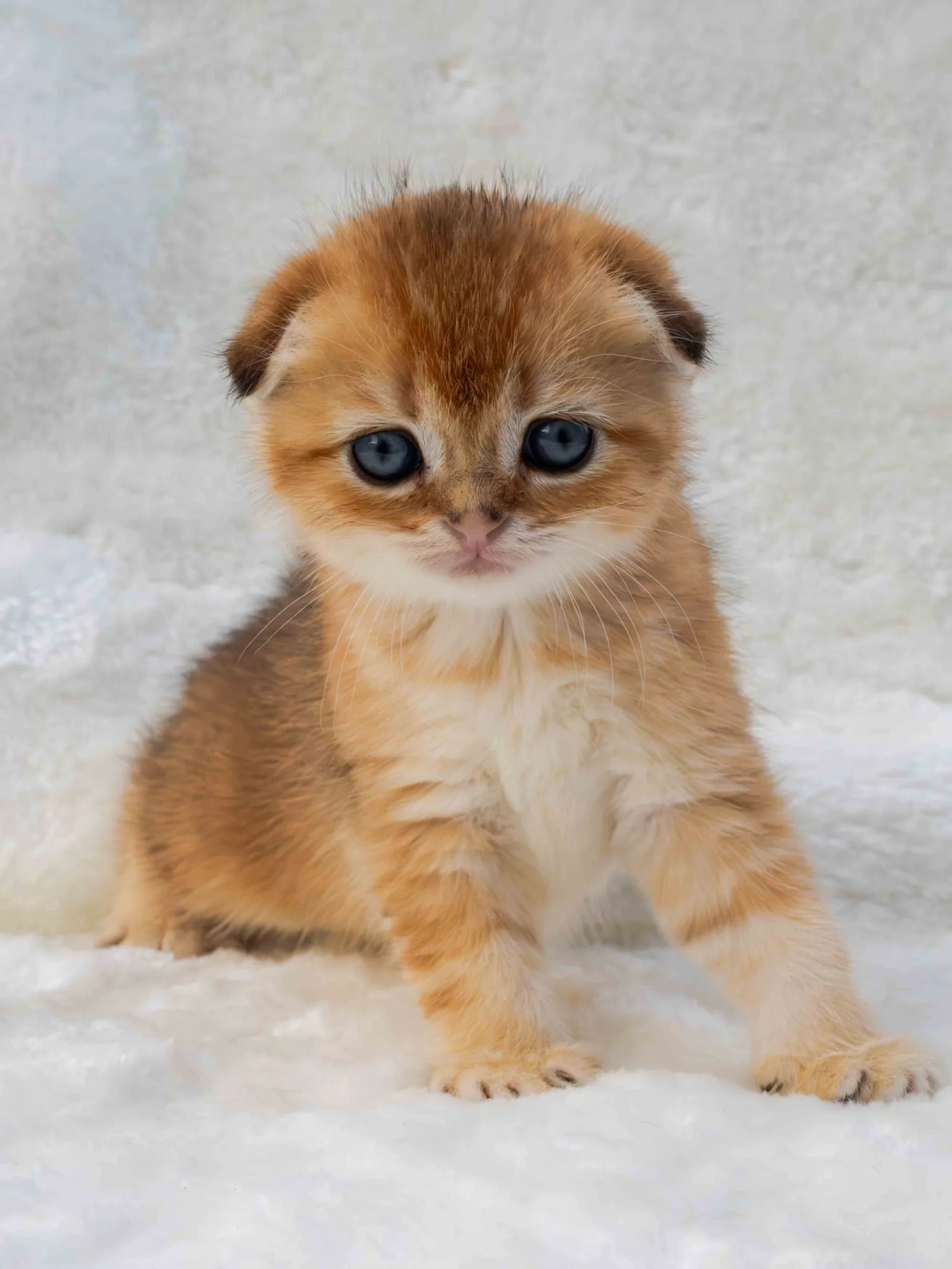 Hugo- Male Scottish Fold Short Hair Black Golden Shaded (SFS NY25). AVAILABLE