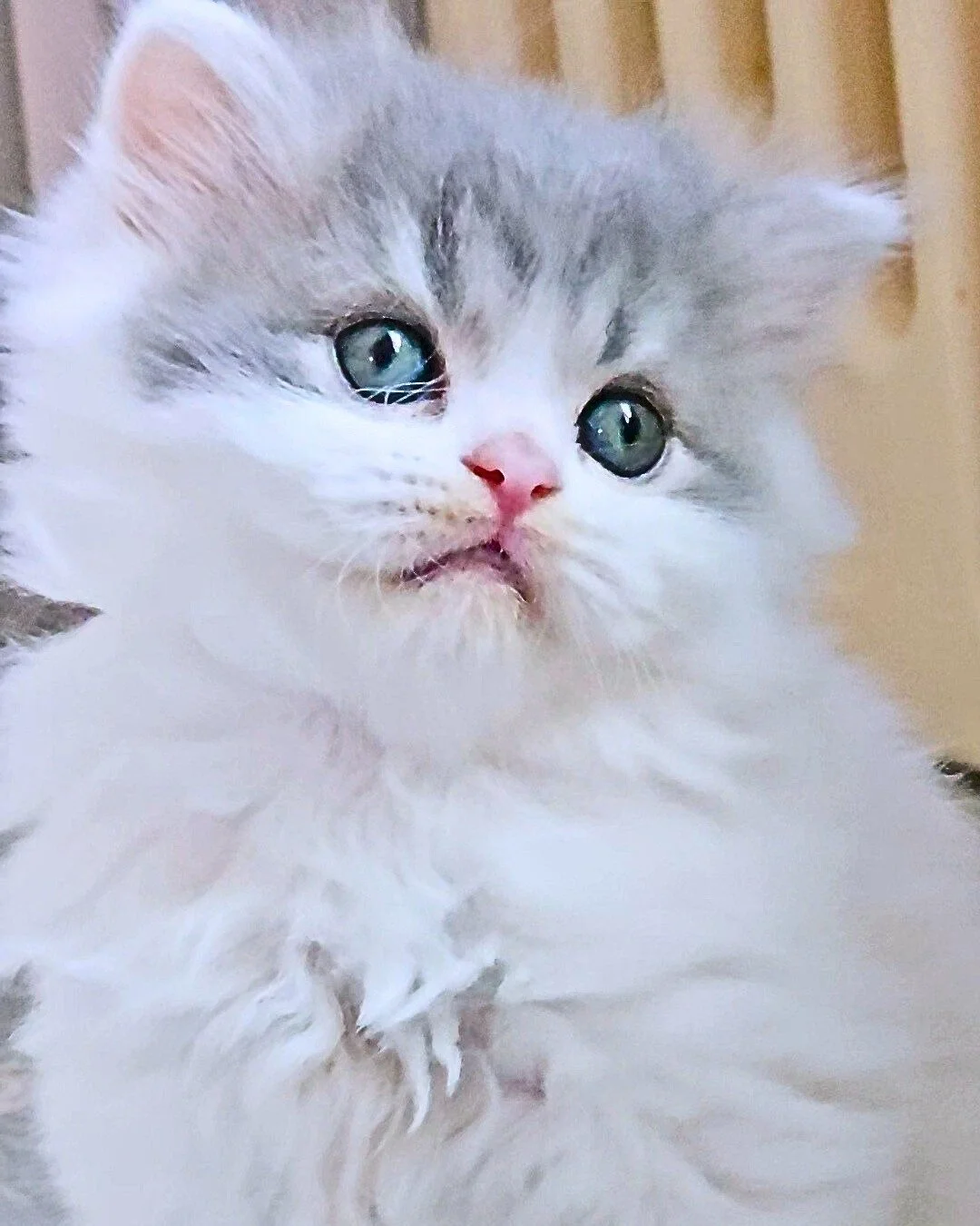 william-scottish-straight-longhair-kitten-bestofthebest.jpg