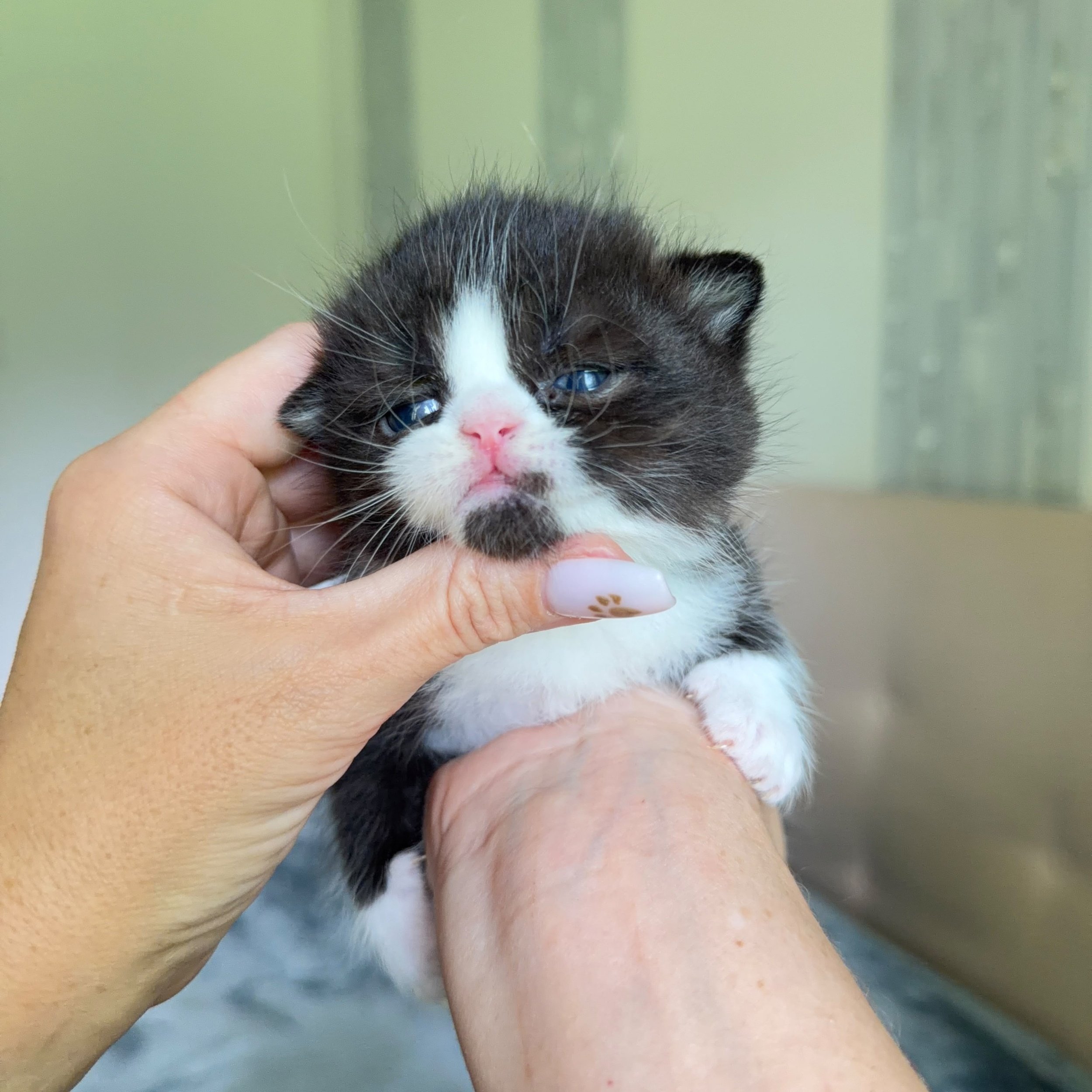 Black bicolor male Scottish Straight British Shorthair kitten, born September 9, 2026