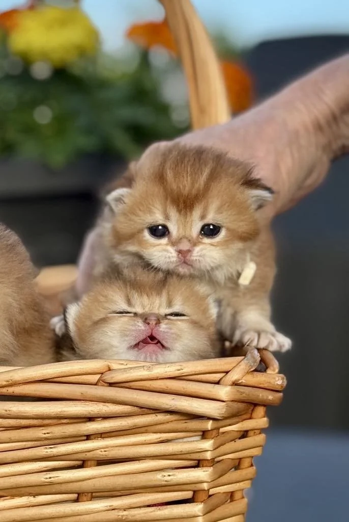 So, You Want to Be a Breeder? Read This First.