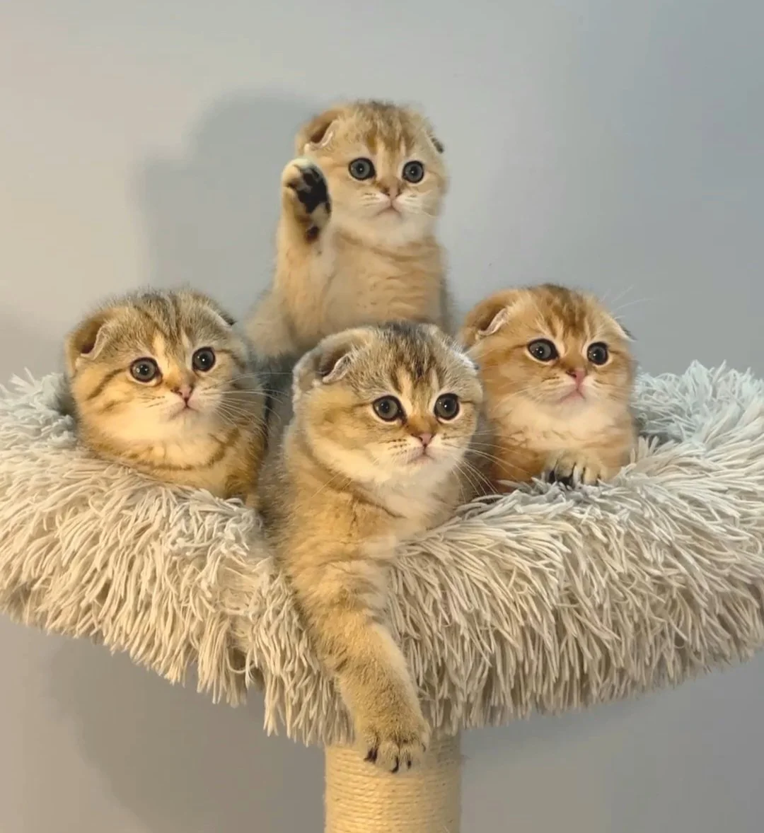 Five adorable tabby kittens sitting on a fluffy beige cat tower.
