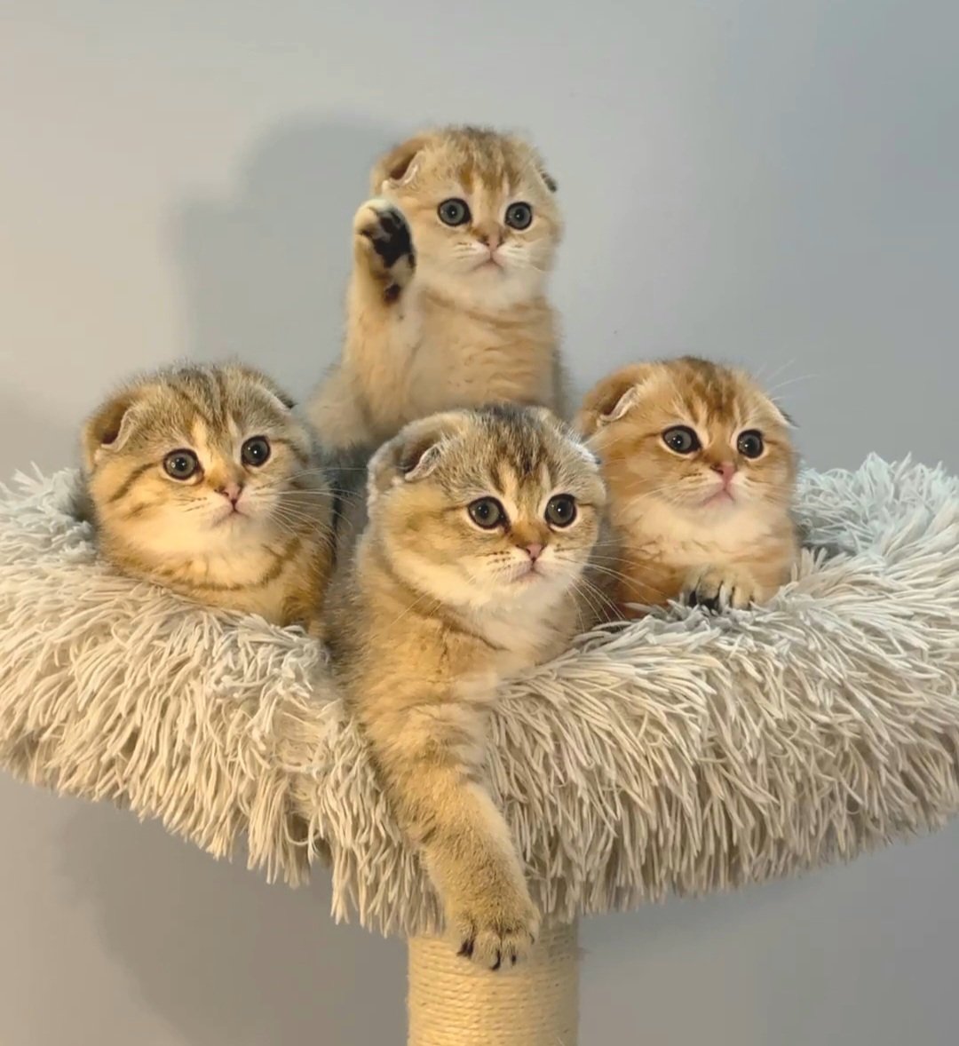 Adorable black golden shaded Scottish Fold and Scottish Straight kittens from Archibald of PurrfectlyFold cuddled together on cat tree