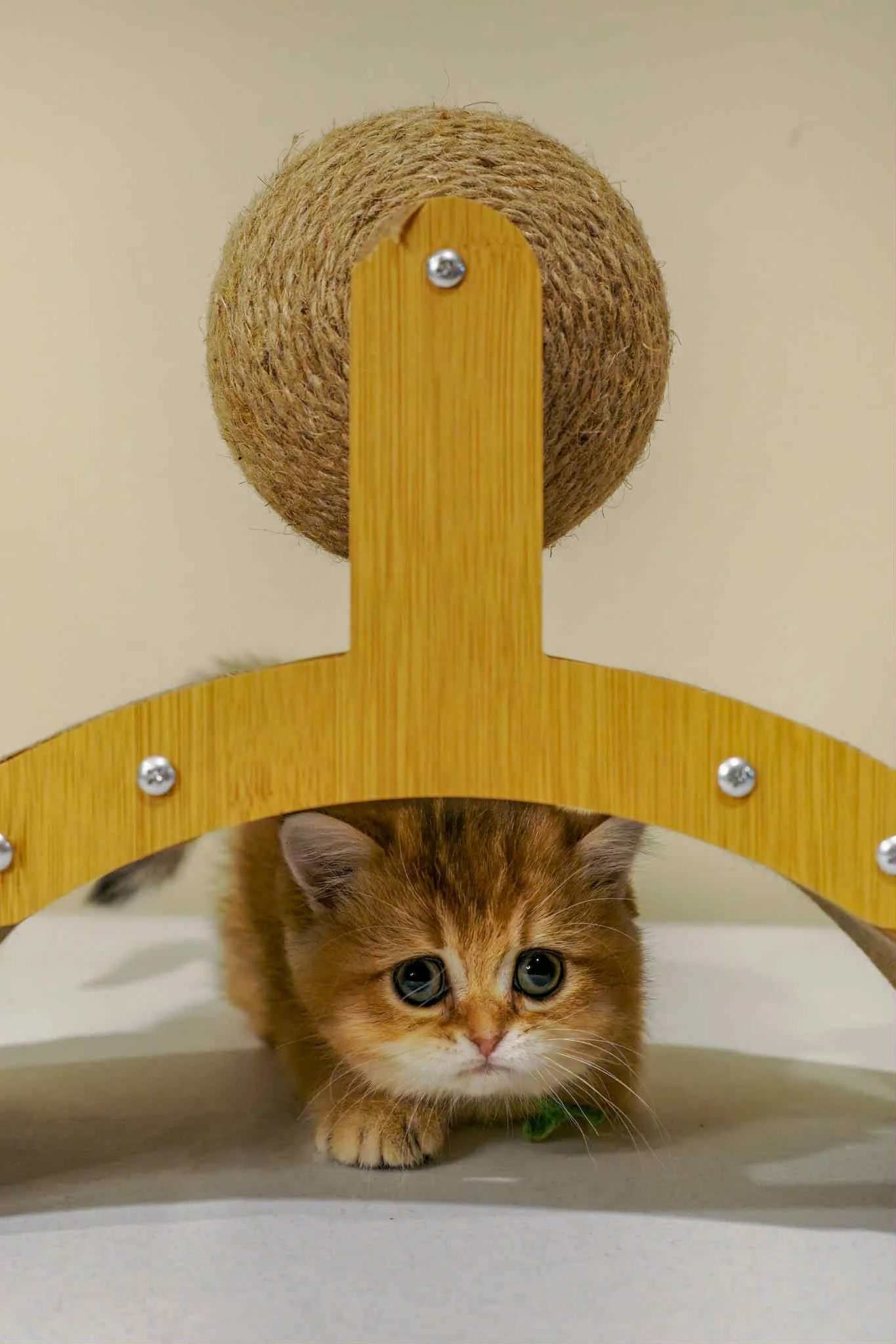 Scottish straight black golden shaded kitten hiding