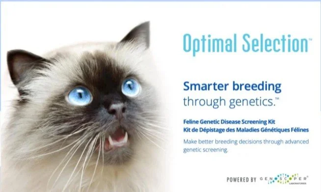 A promotional image for Optimal Selection featuring a close-up of a cat with blue eyes and fluffy fur. Text includes: 'Smarter breeding through genetics,' 'Feline Genetic Disease Screening Kit,' and 'Make better breeding decisions through advanced genetic screening.'
