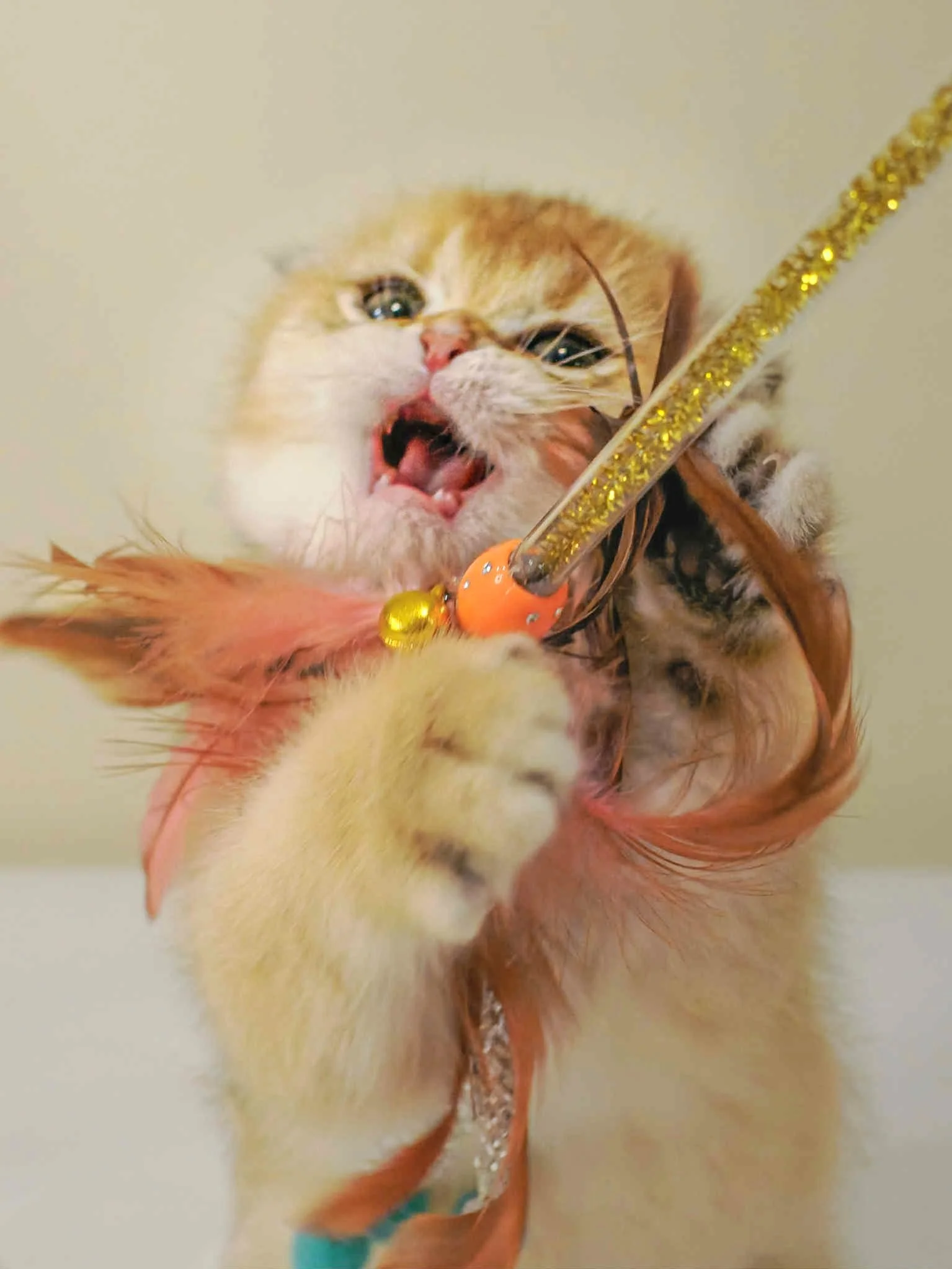 Black Golden Shaded Scottish Fold kitten with toy