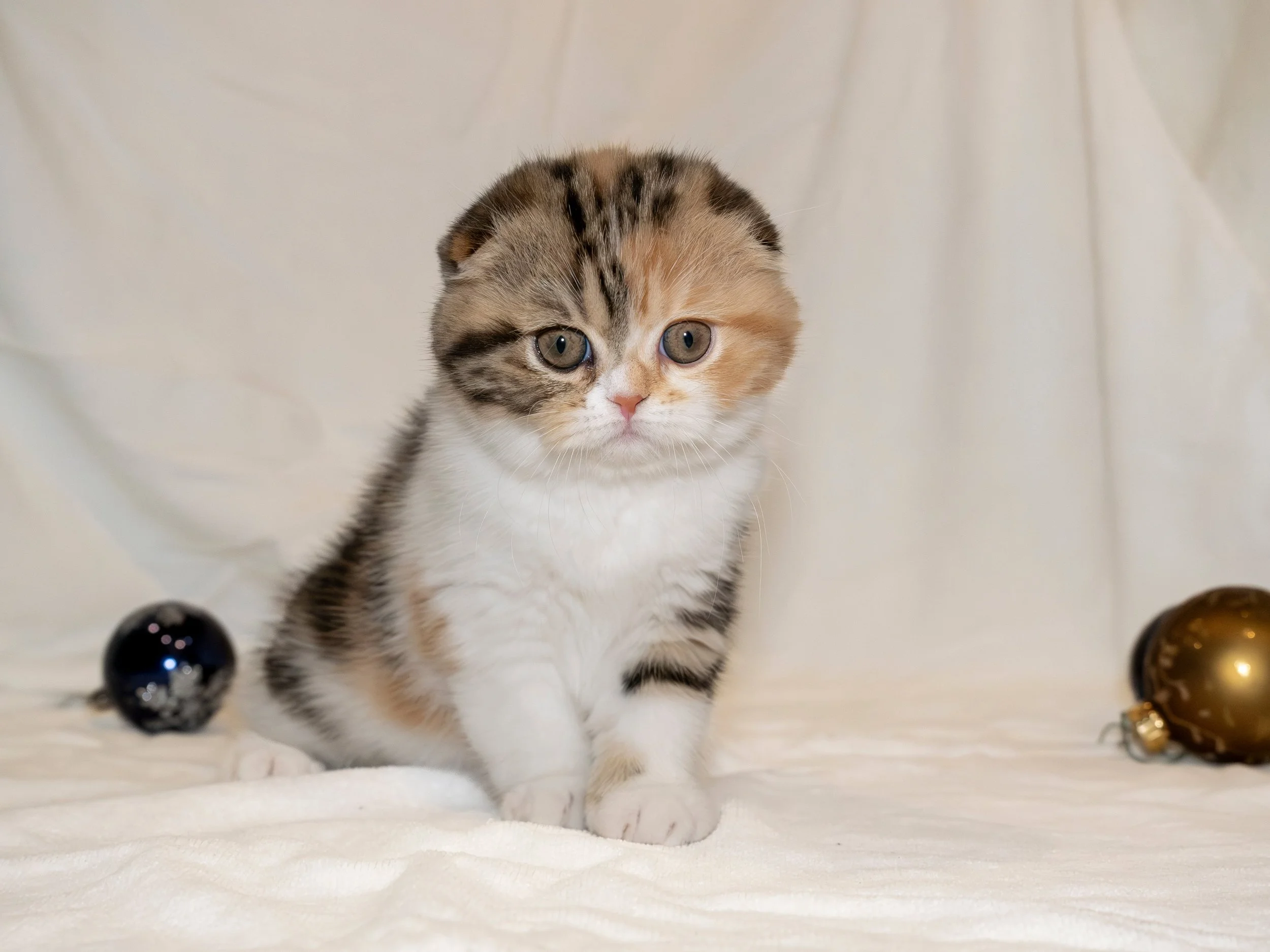 Tortie bicolor scottish fold kitten