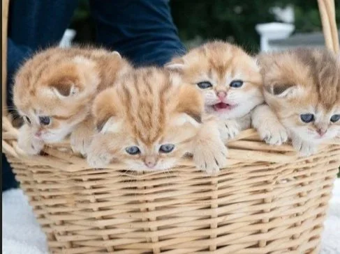 four-scottish-fold-kittens-black-golden-shaded-in-basket.jpg (Copy) (Copy) (Copy) (Copy)