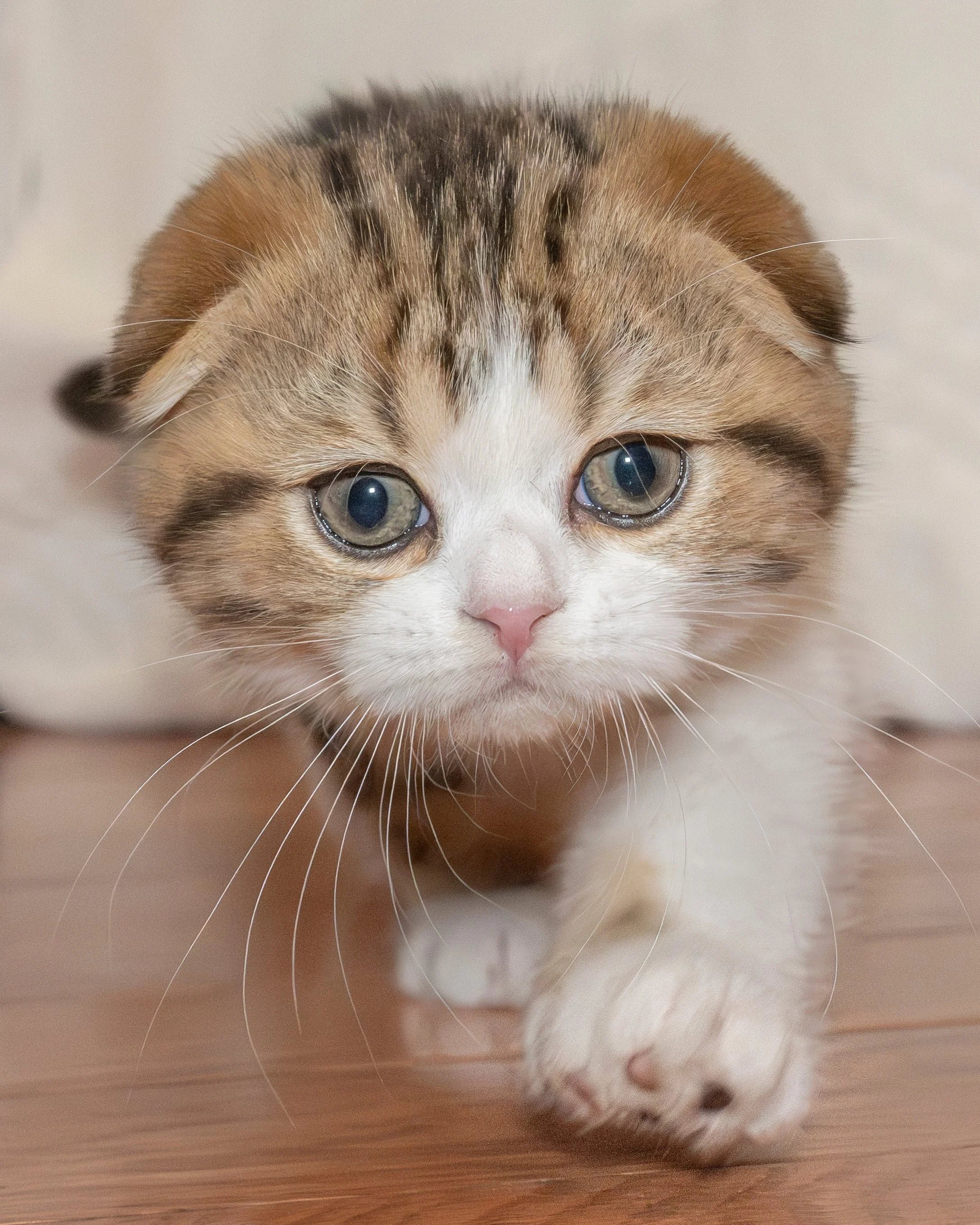 Routine Cat Health Checks You Can Do at Home