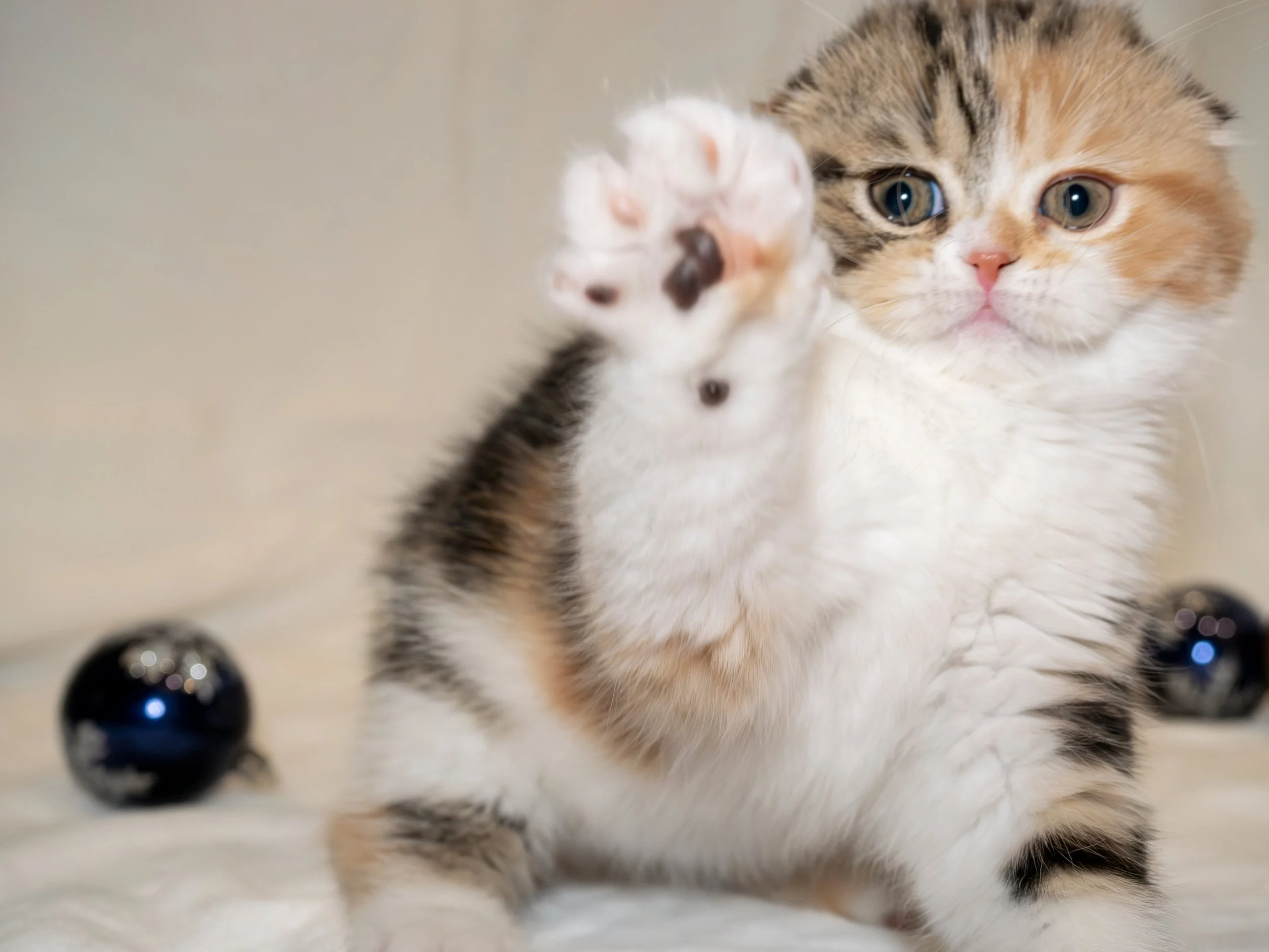 The Ultimate Cat First Aid Kit — Essentials Every Cat Owner Should Have