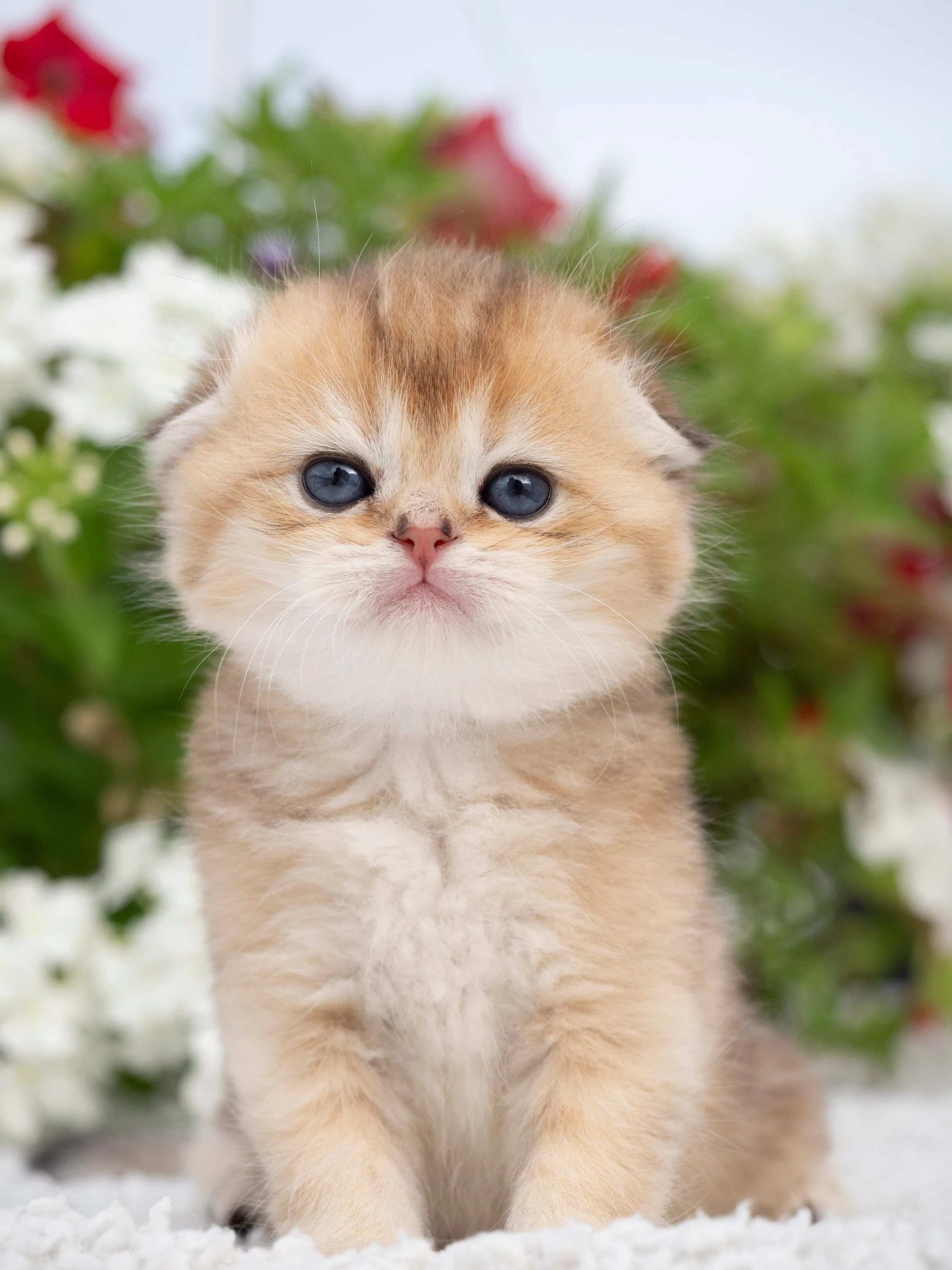 Poisoning in Scottish Fold Cats: What You Need to Know