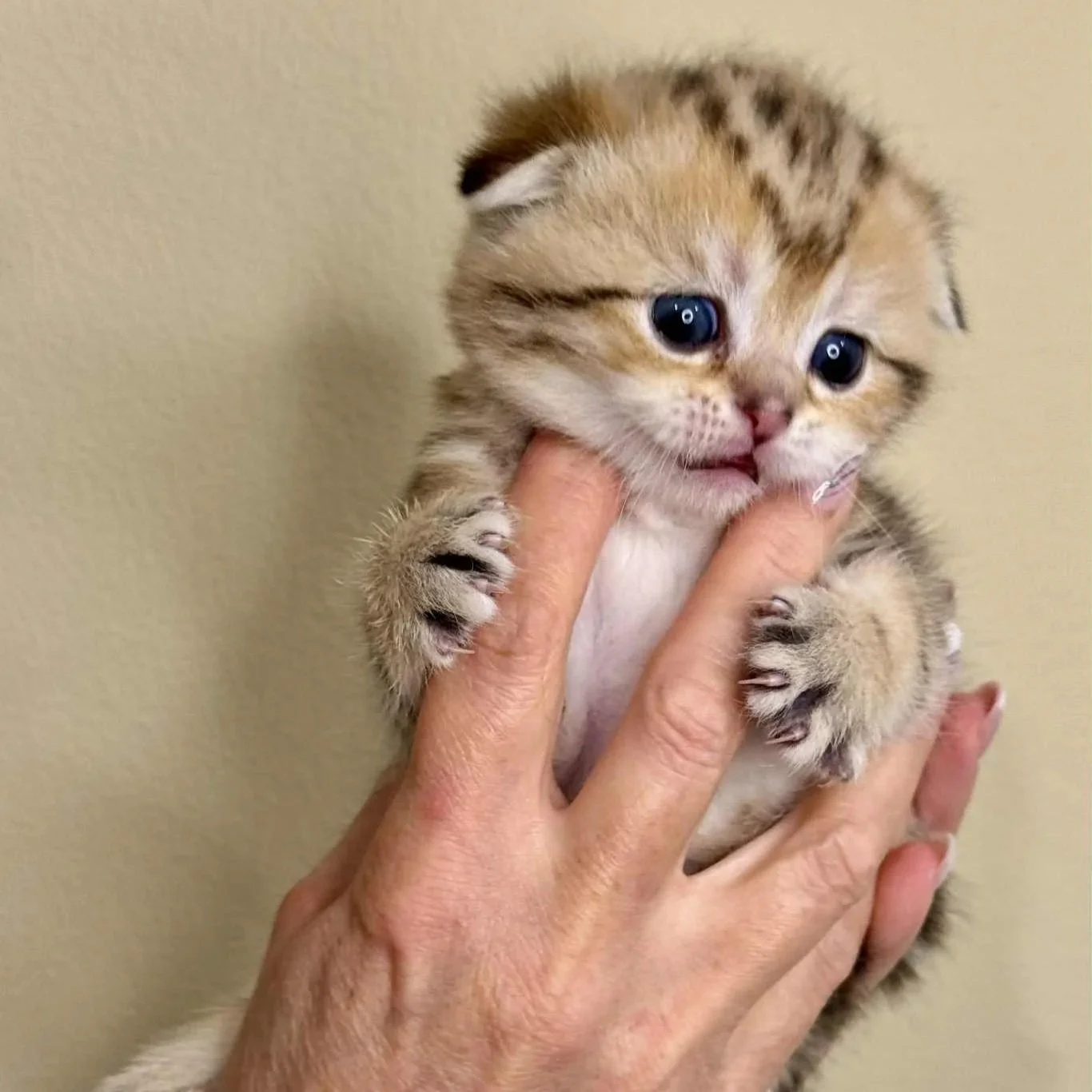Enzo - Scottish Fold black golden shaded classic tabby