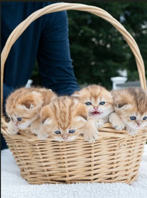 four-scottish-fold-kittens-black-golden-shaded-in-basket.jpg