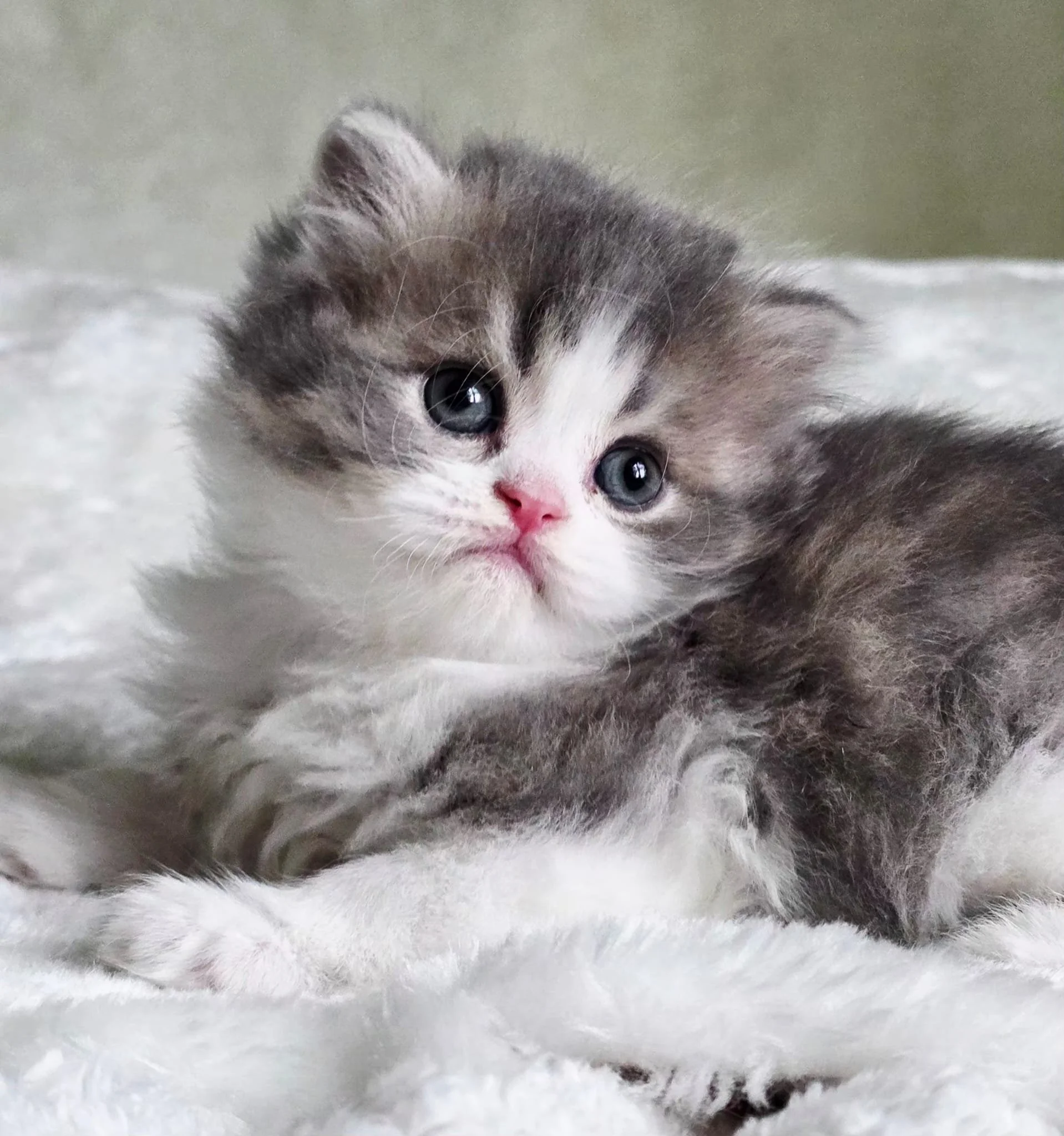 Coccidia in Cats and Kittens: Symptoms, Treatment, and the Most Accurate Testing Methods