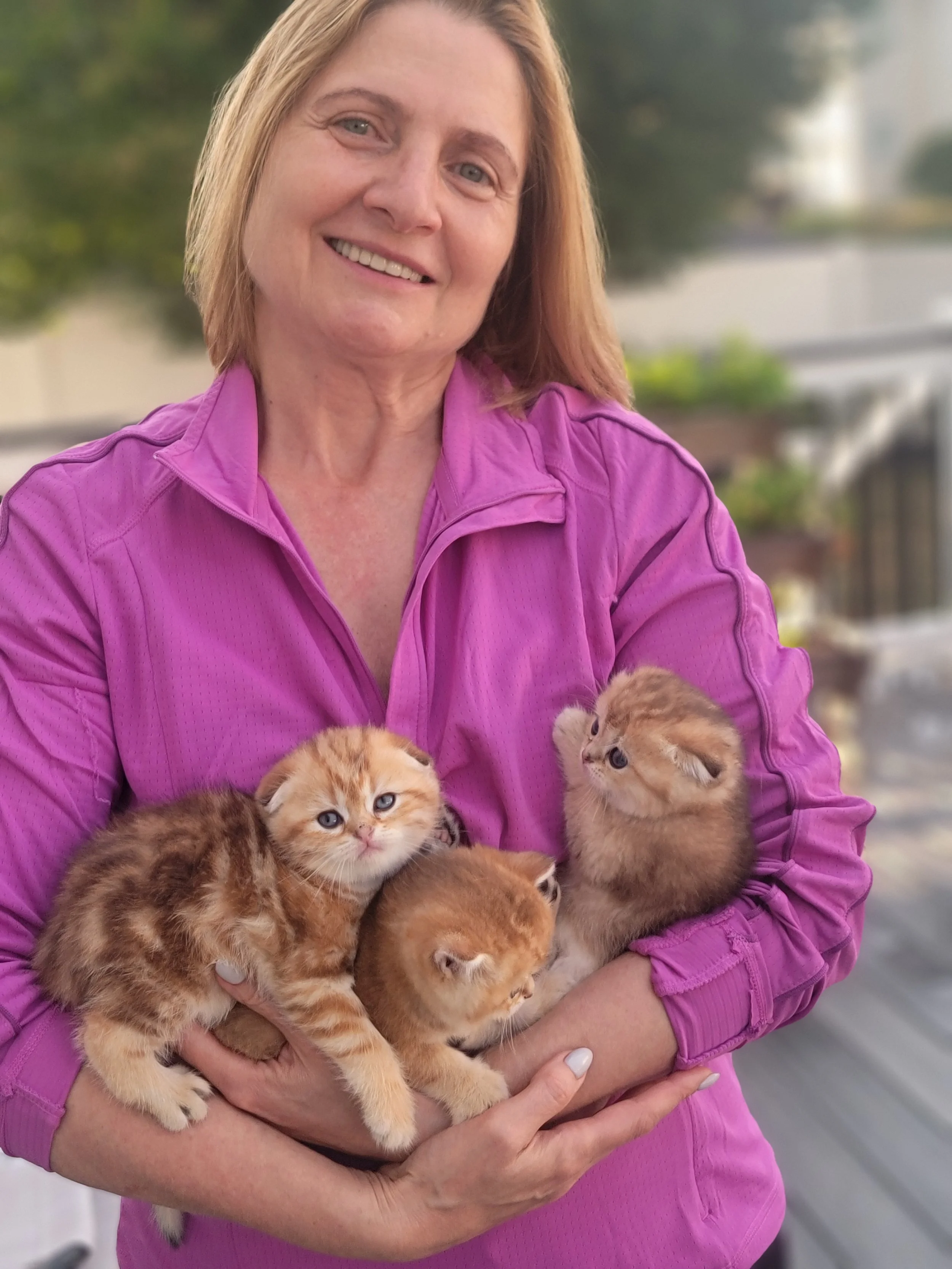 Home-raised black golden-shaded Scottish Fold kittens held by breeder in Bucks County, Pennsylvania