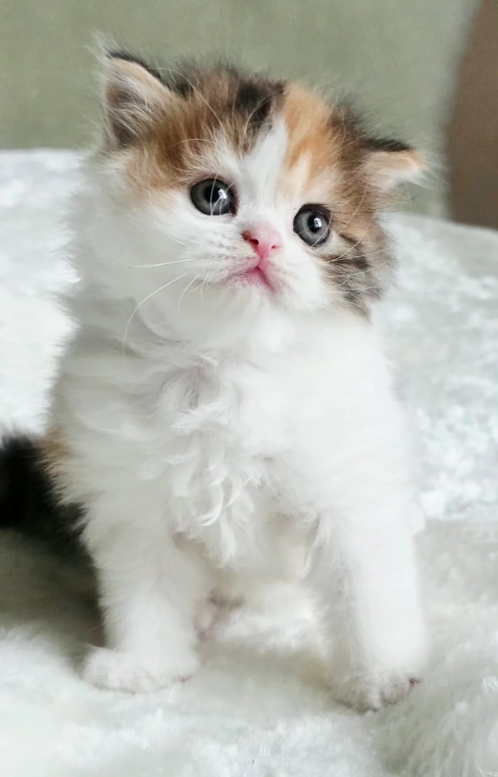 Scottish straight bicolor long hair calico black red white - BestOfTheBest Cattery