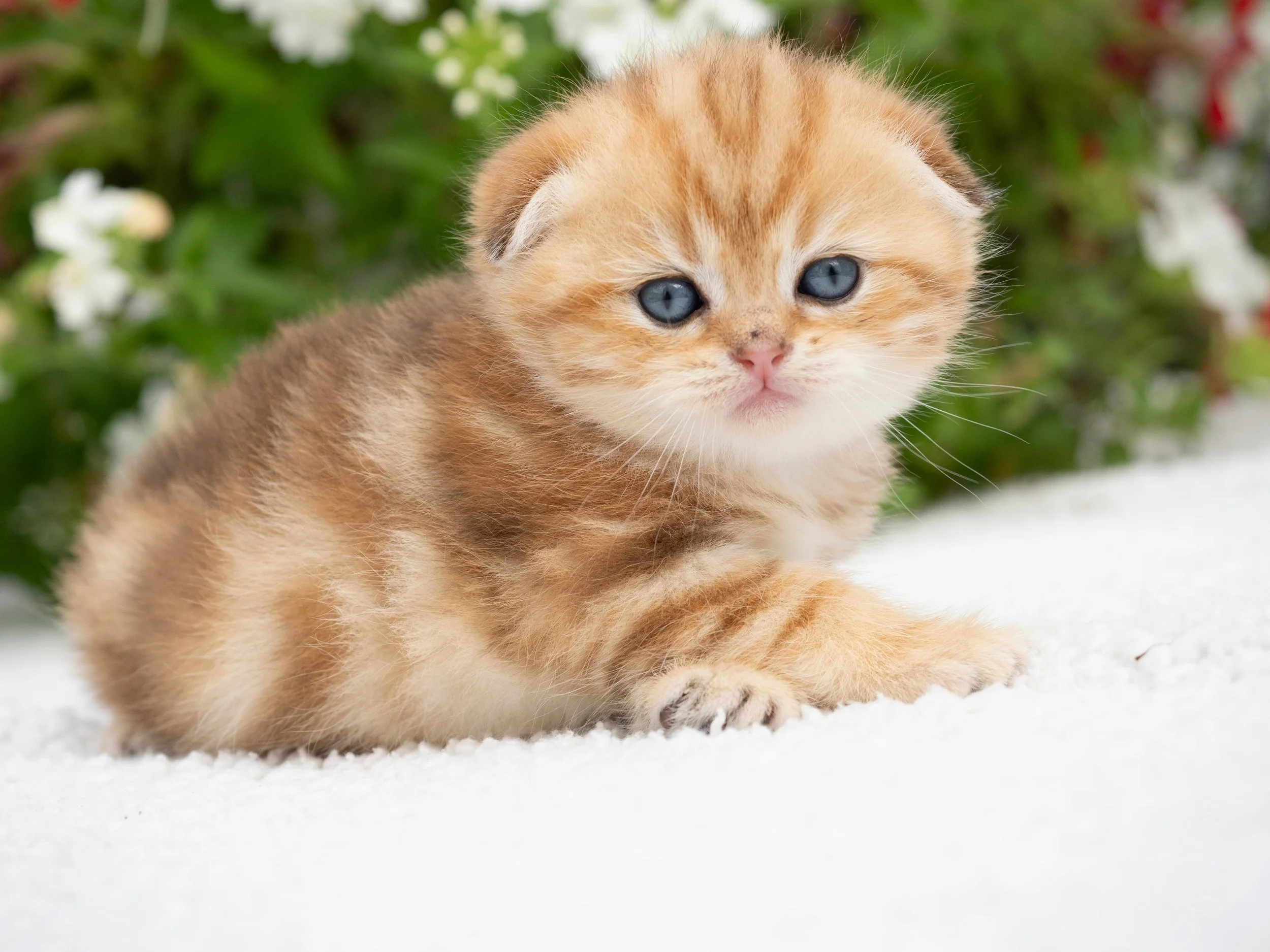 Four Weeks Old Scottish Fold Short Hair Kitten Black Golden Shaded Classic Tabby - PurrfectlyFold