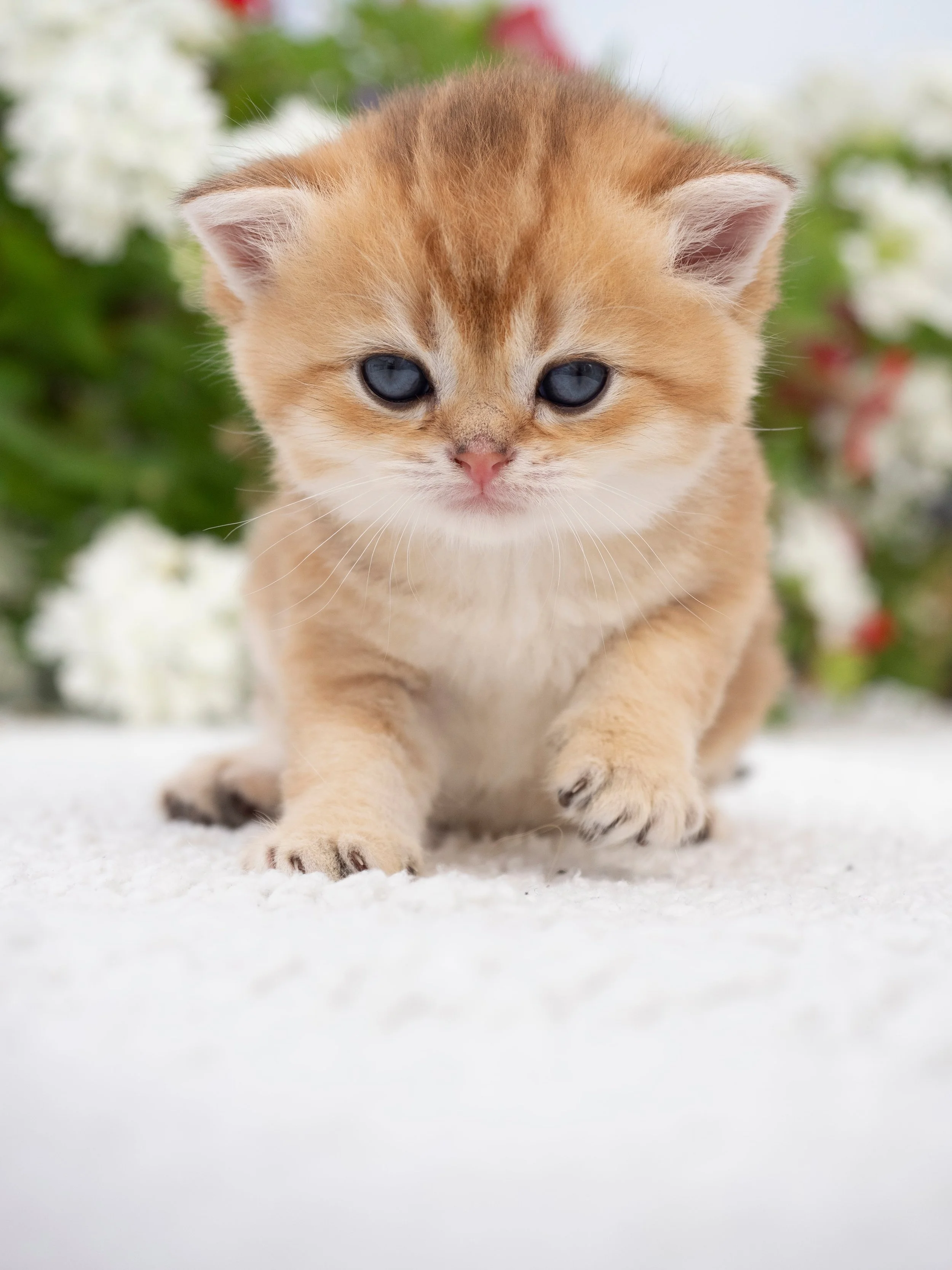 How to Help Your New Scottish Fold Kitten Settle In: Patience, Love, and Play