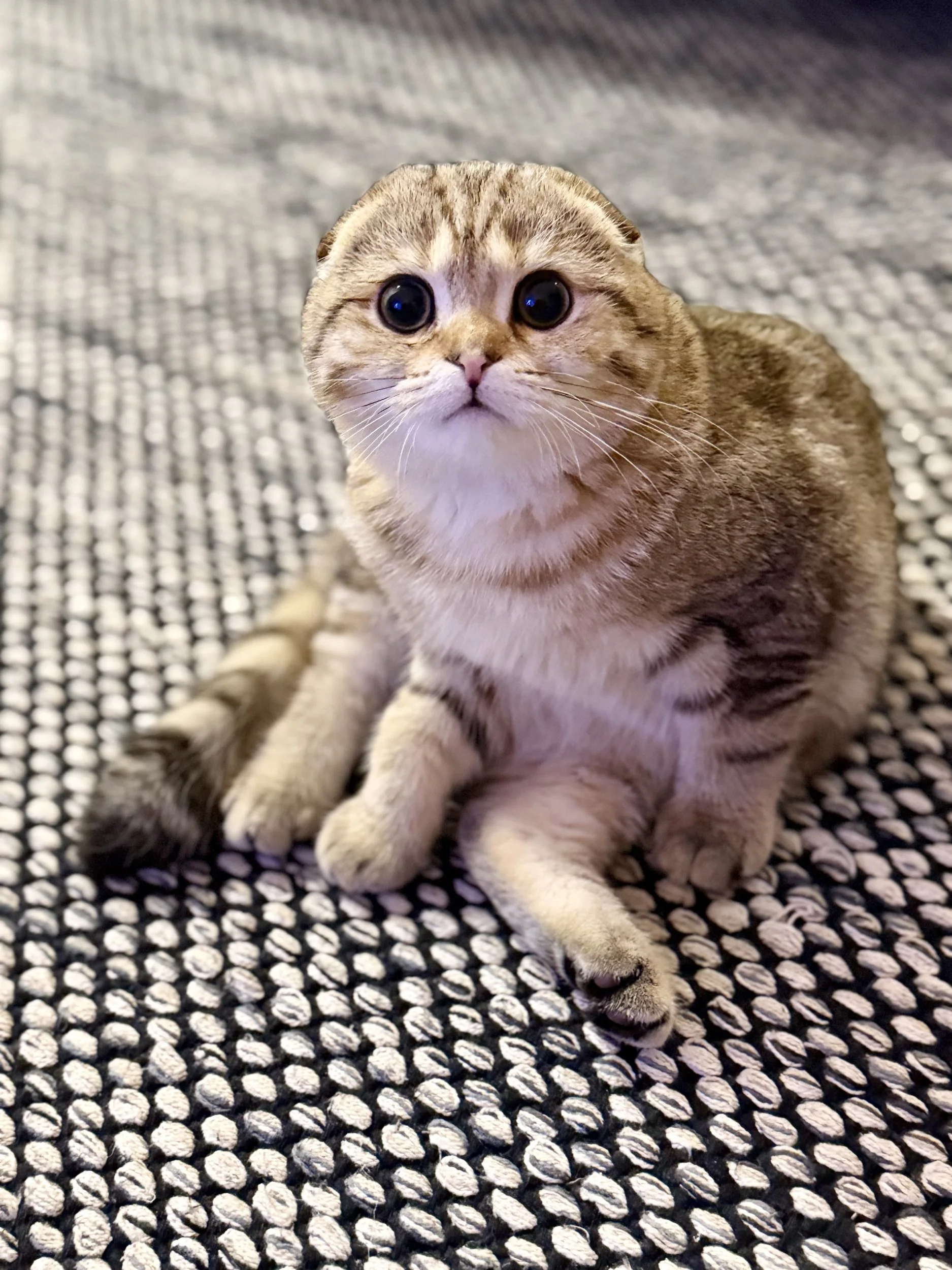 Small Space Living: Why the Scottish Fold is the Ultimate Apartment Cat
