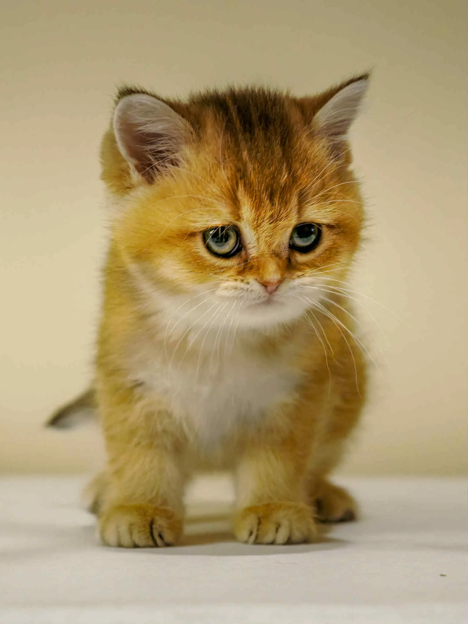 Understanding the Risks of Household Chemicals for Cats