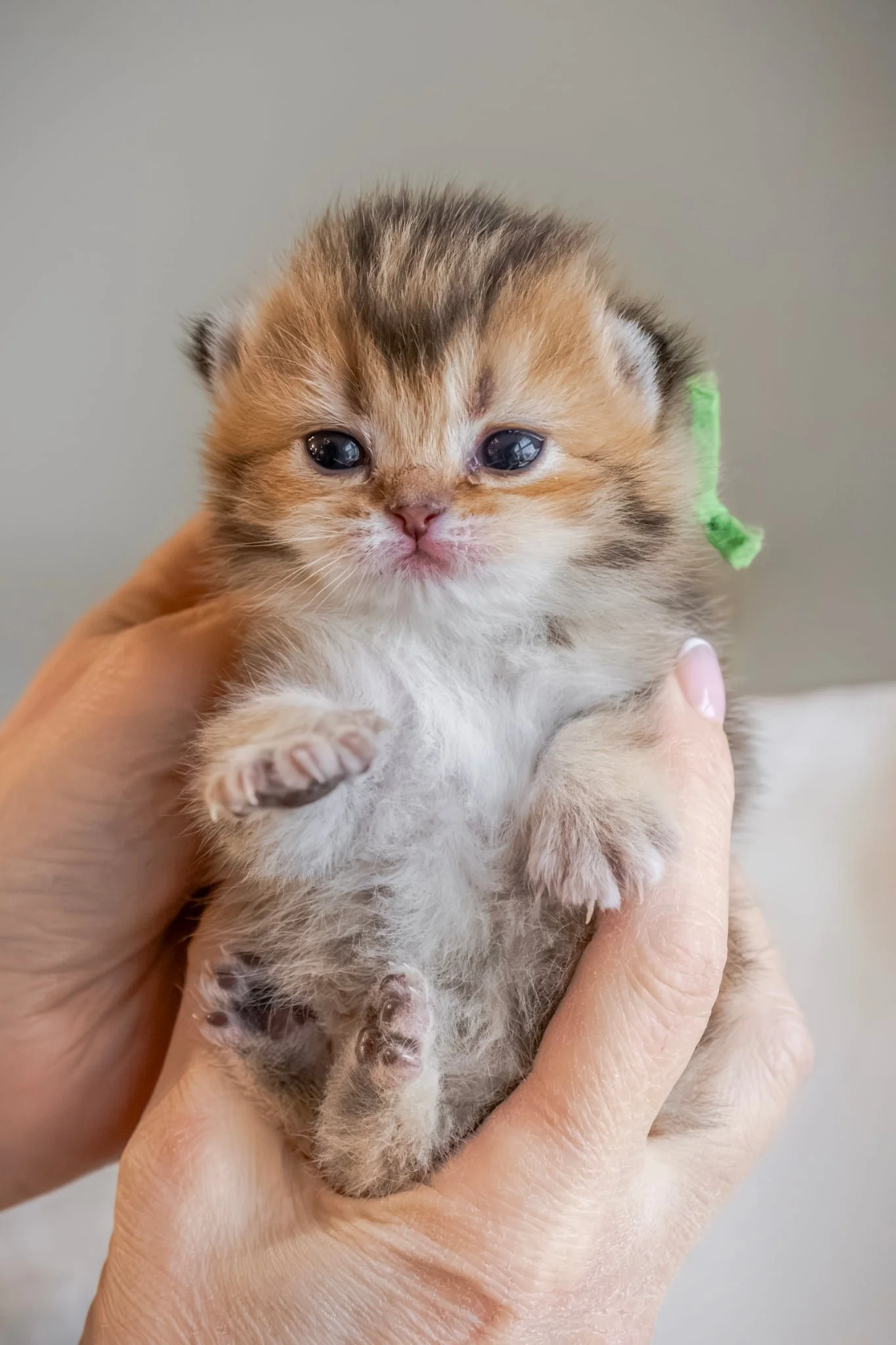 Faya - Female Scottish Fold Short Hair Black Golden Shaded (SFSny25).