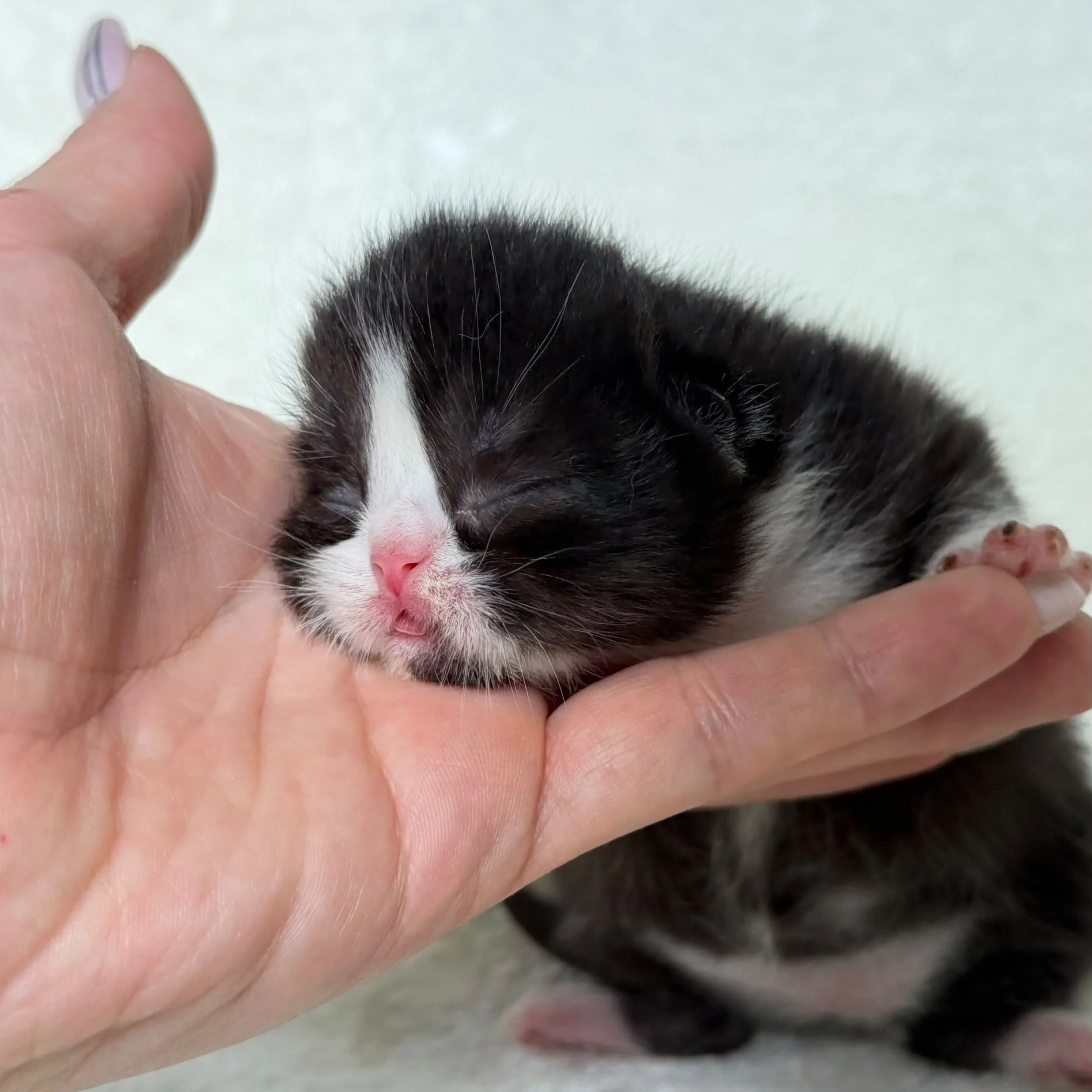 Black bicolor male Scottish Straight British Shorthair kitten, born September 9, 2026
