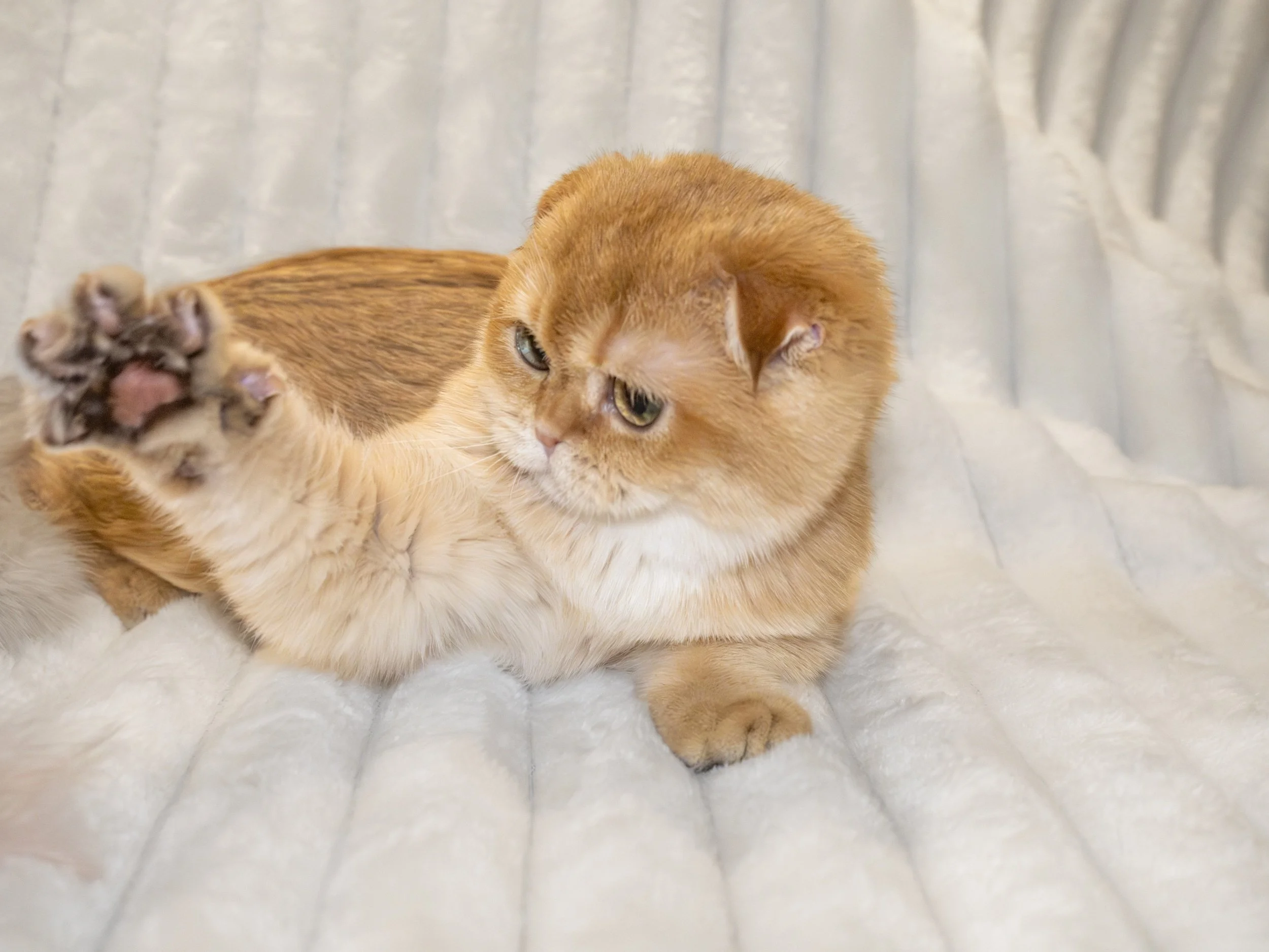 by11 - chocolate-golden-shaded