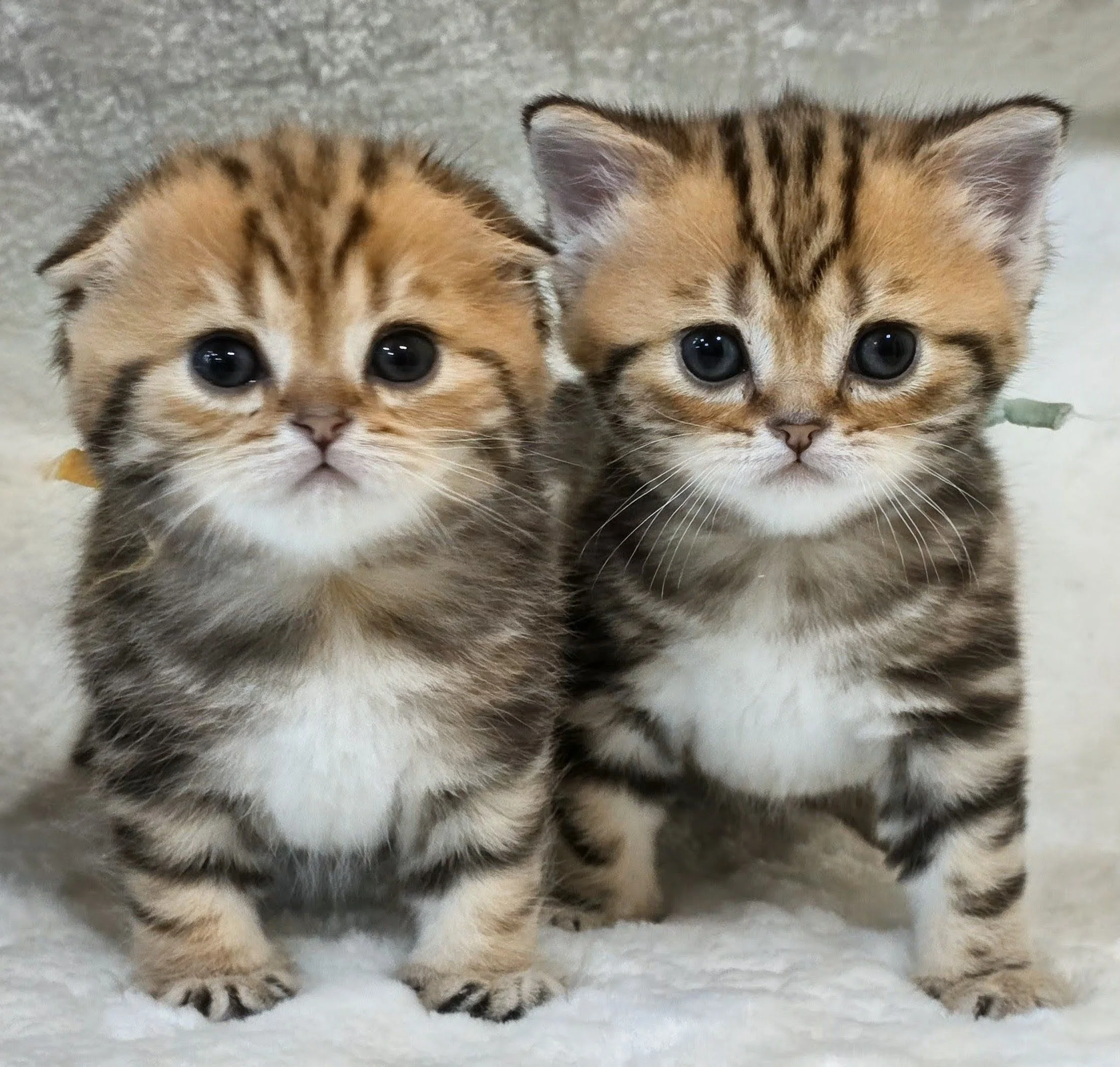 Healthy Scottish Fold and Scottish Straight kittens from a previous PurrfectlyFold litter playing together in our Pennsylvania home.