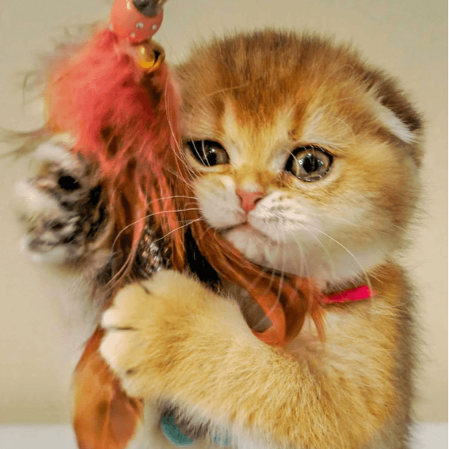 Black Golden Shaded Scottish Fold kitten with toy