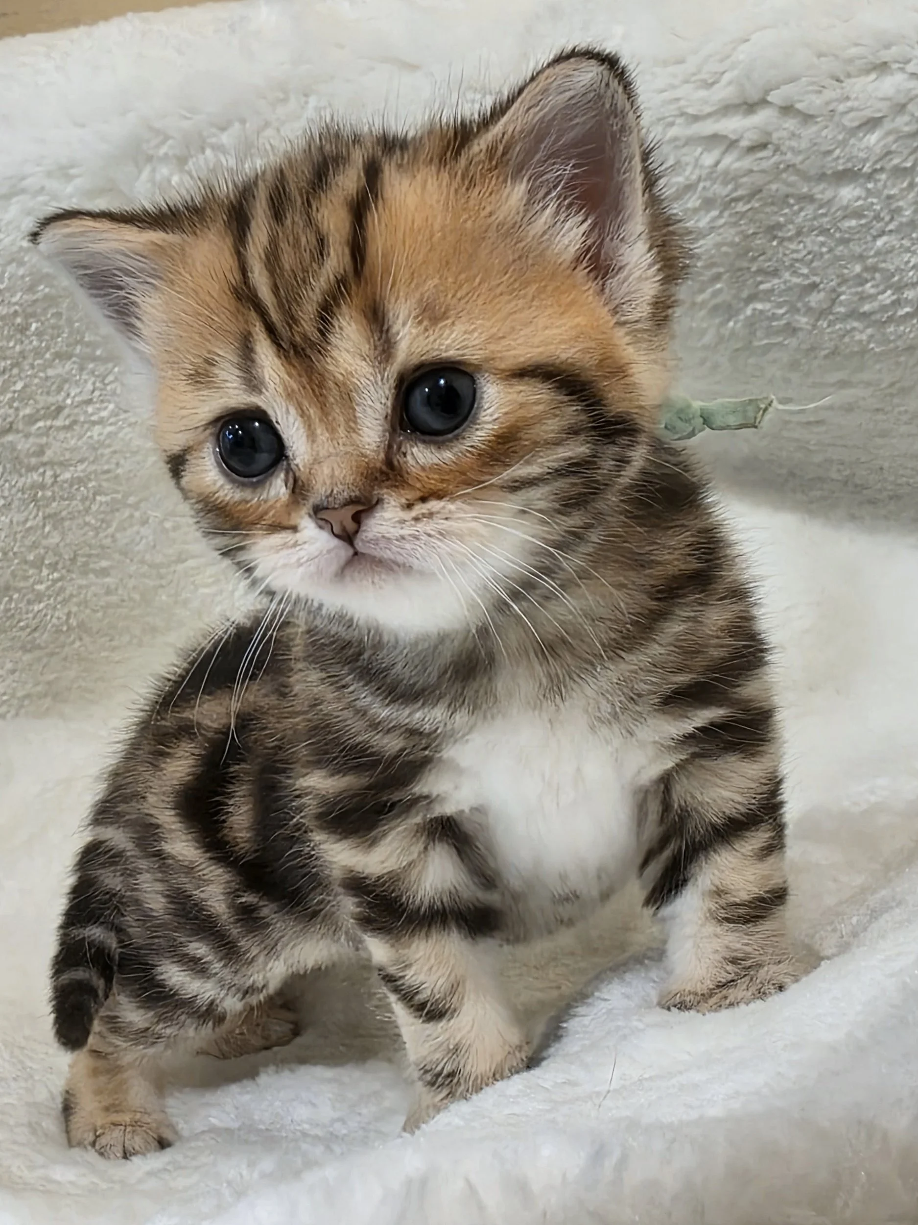 Well-socialized Scottish Fold kitten from a previous PurrfectlyFold litter exploring during playtime.