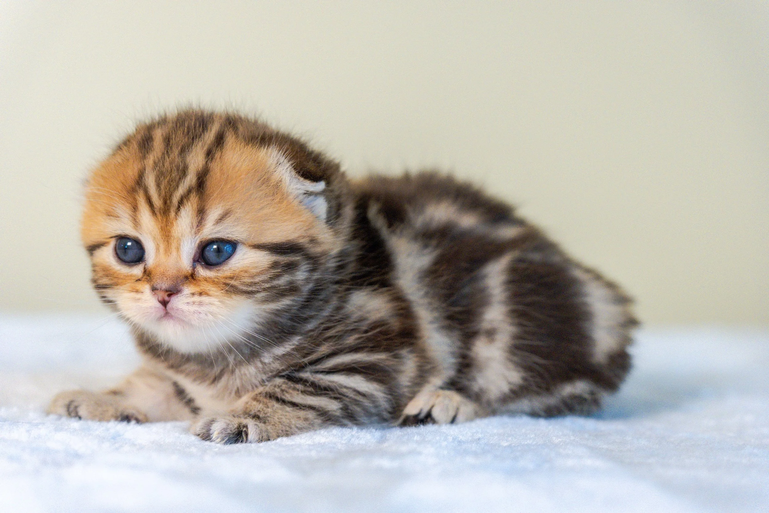 Iris, female black golden classic tabby Scottish kitten with a distinctive ny22 marble pattern, PurrfectlyFold Cattery.