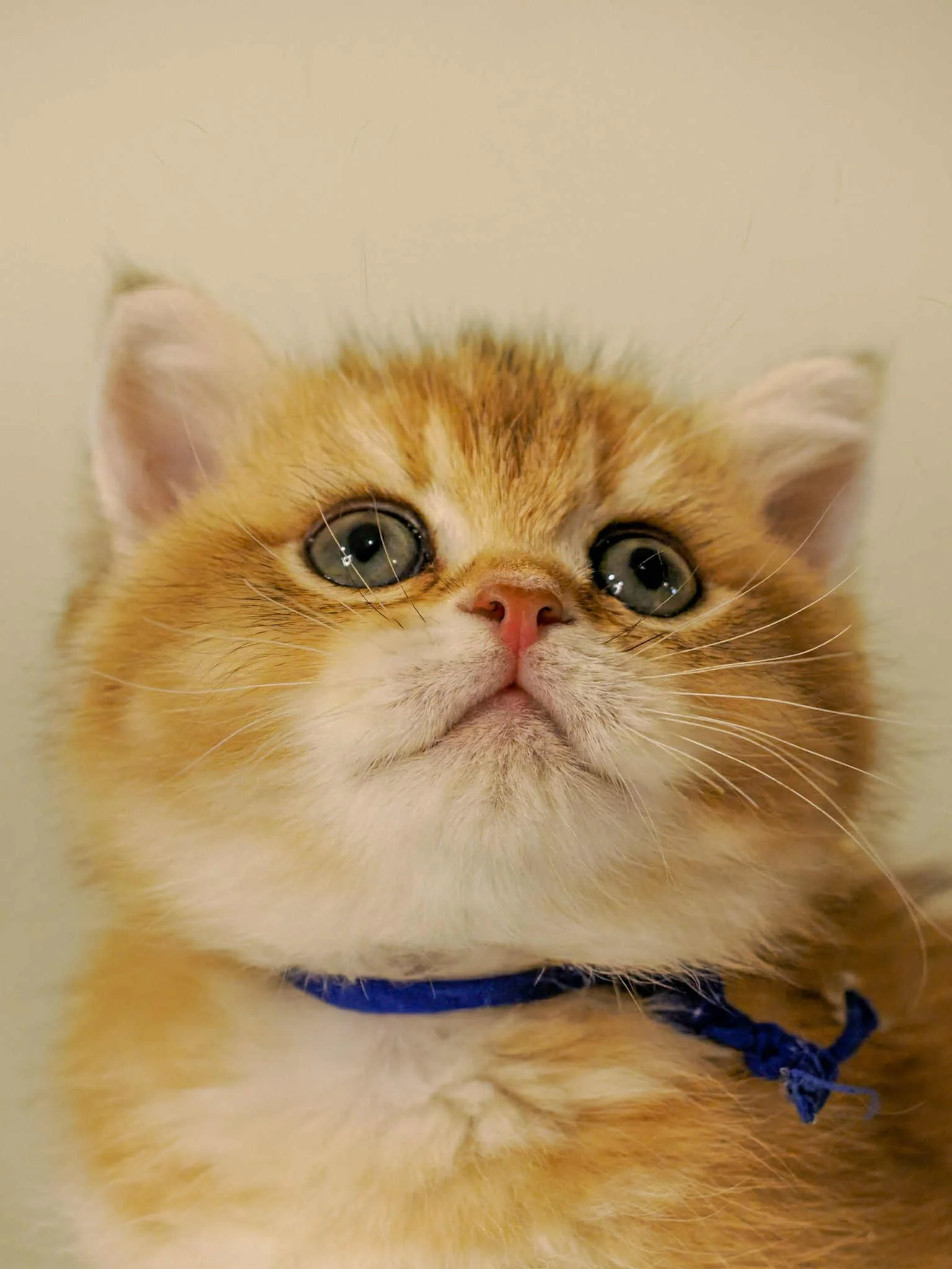 Essential Supplies You Need Before Bringing Home Your Scottish Fold Kitten