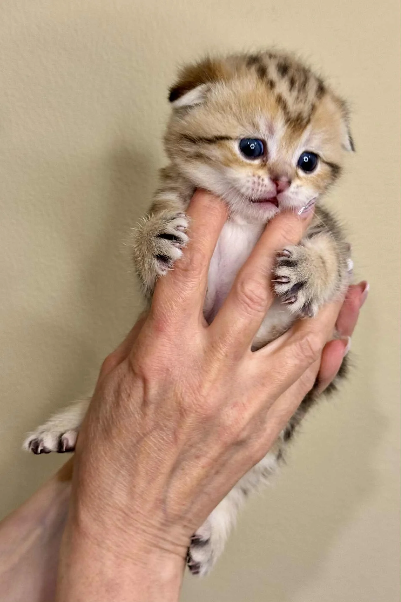 Tanya holding Enzo Jake, black golden shaded classic tabby male Scottish Fold kitten, front view