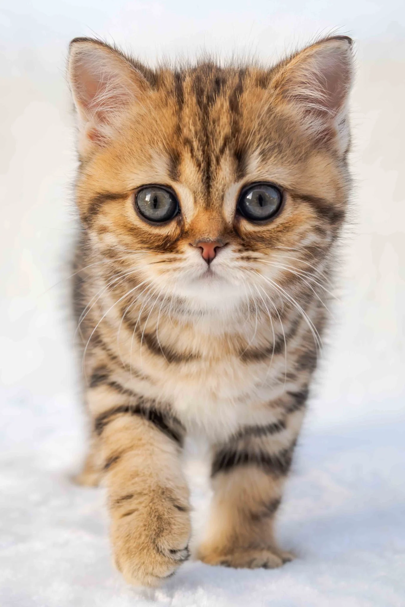 Golda black golden classic tabby ny 22 of PurrfectlyFold poses to camera