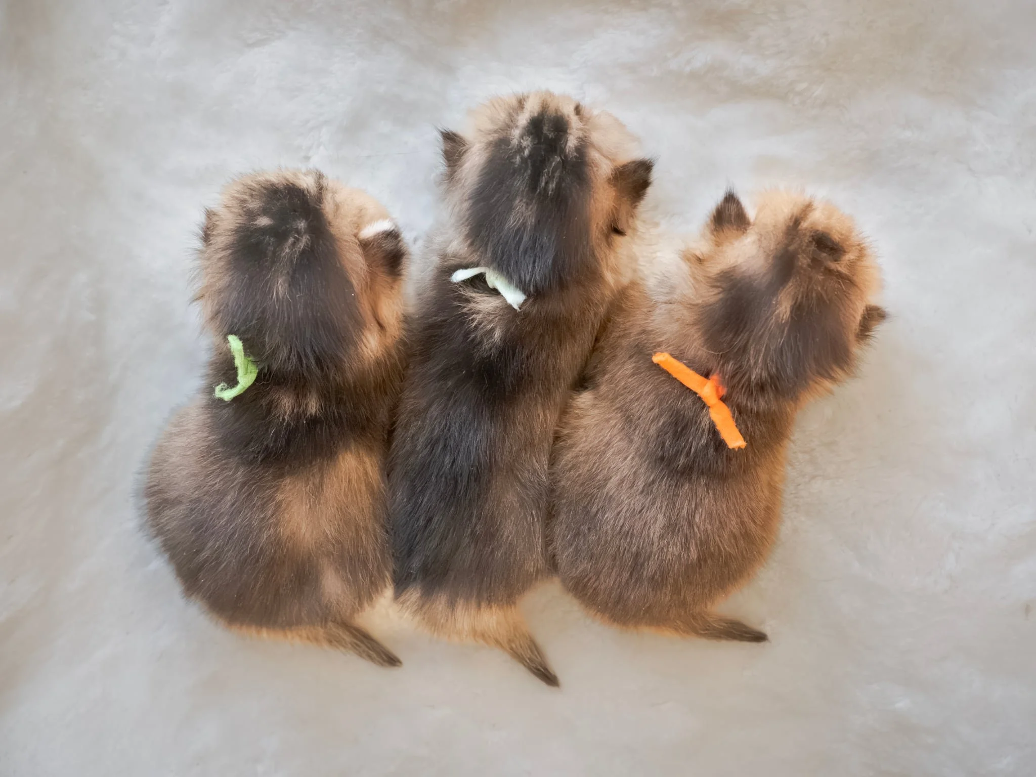 Messenger_creation_76FBE6A3-2C4D-42E7-88E7-7600C7B7BF49.jpeg (Copy) (Copy)