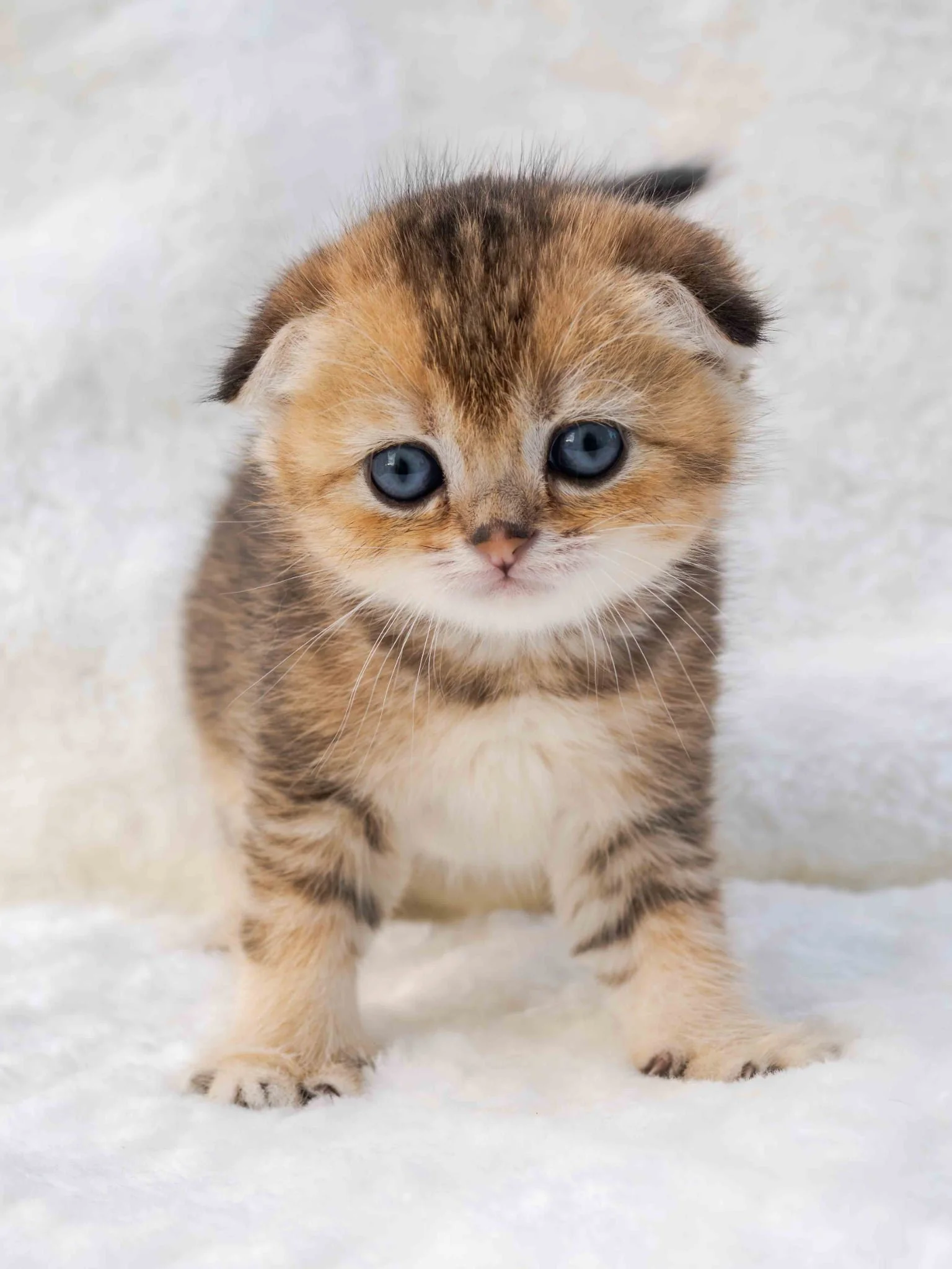 Helena-Female Scottish Fold Short Hair Black Golden Shaded (SFS NY25). RESERVED