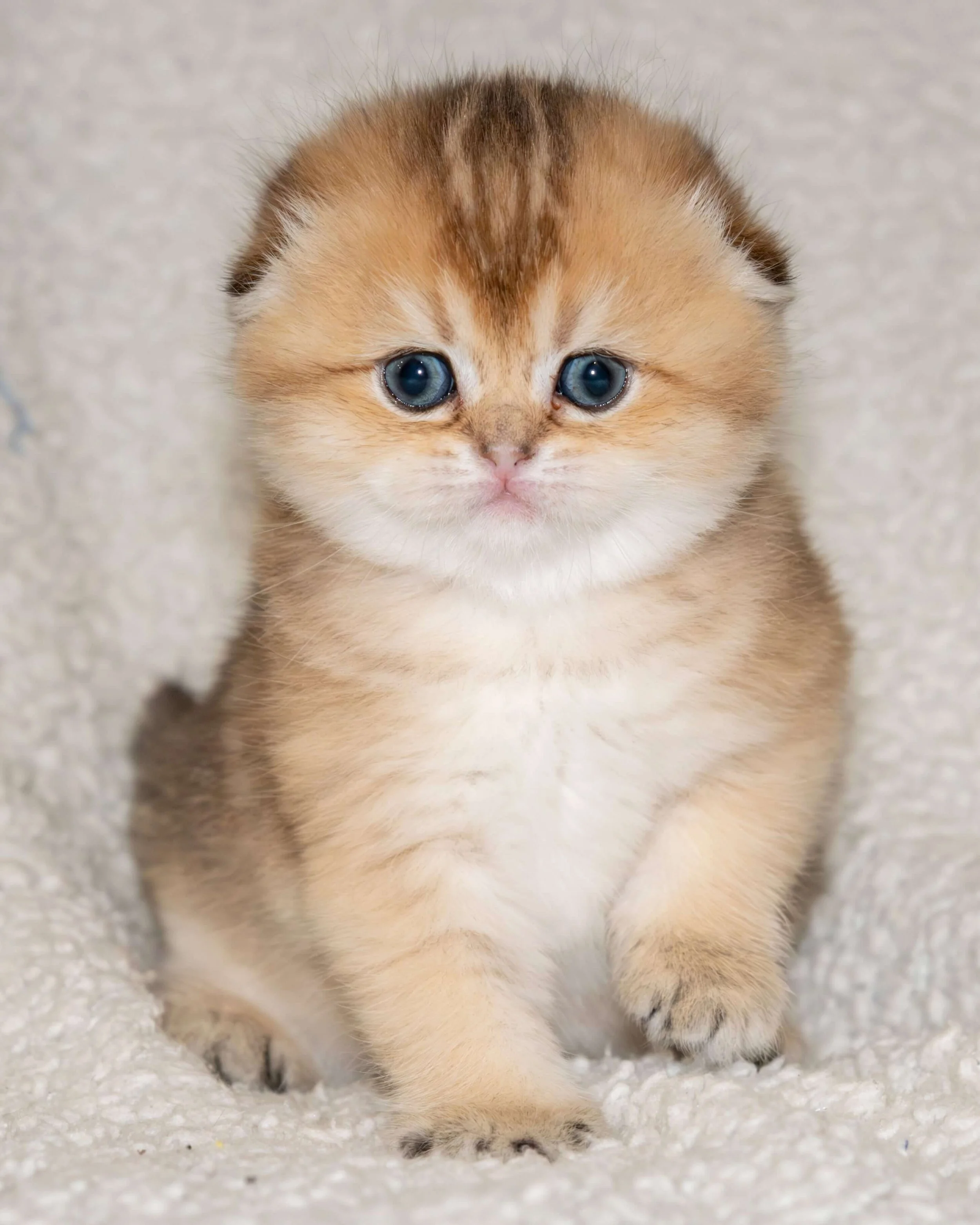 Scottish Fold female kitten black golden shaded – sweet pedigree kitten from PurrfectlyFold