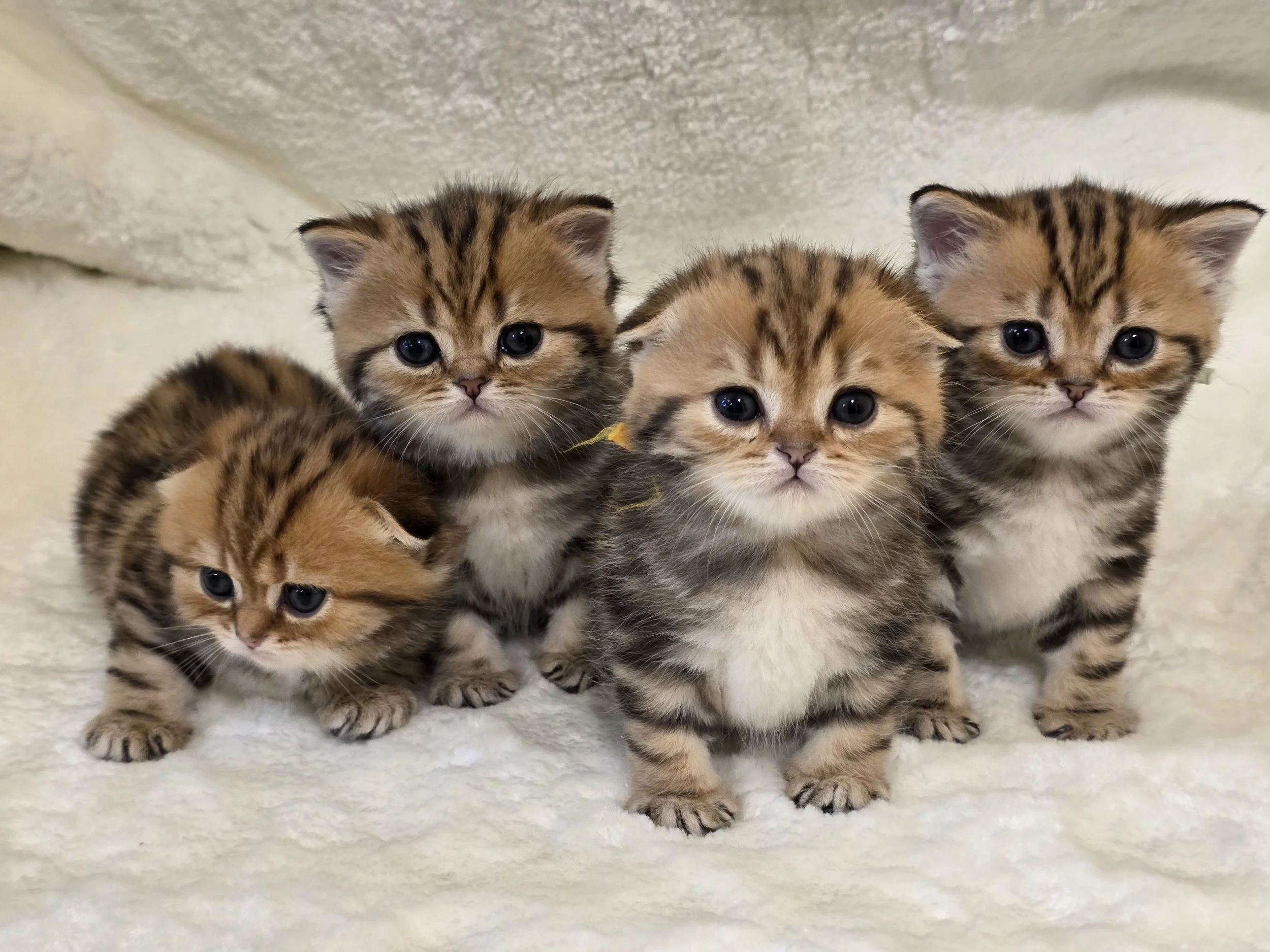Four Kittens Scottish Straight & Fold Black Golden Classic Tabby STS/SFS 71 NY22 looking into camera
