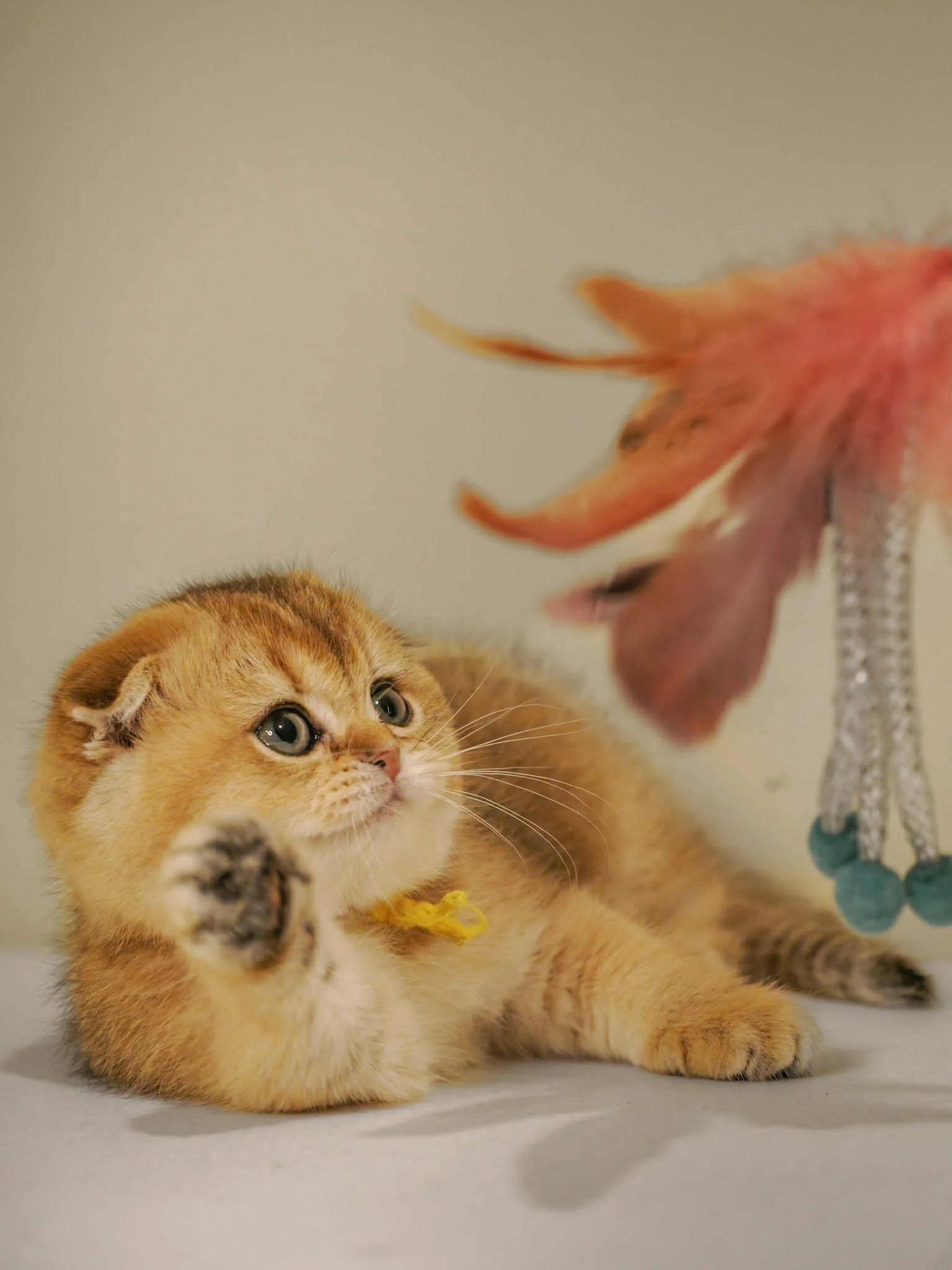 Scottish Fold female kitten with black golden shaded coat playing with a wand toy on the floor, enjoying interactive playtime