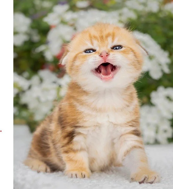 Scottish Fold male kitten black golden classic tabby – pedigree kitten from PurrfectlyFold