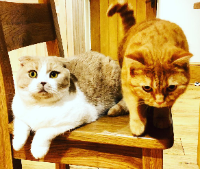 Ed Sheeran Calippo and Dorito Scottish Fold.png