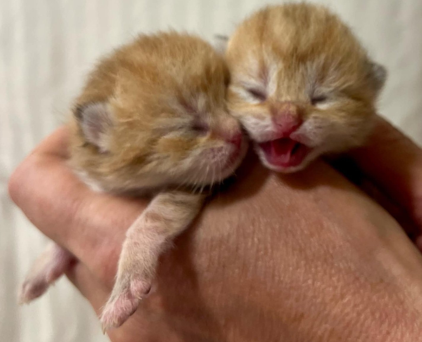 Newborn Scottish Fold Kitten