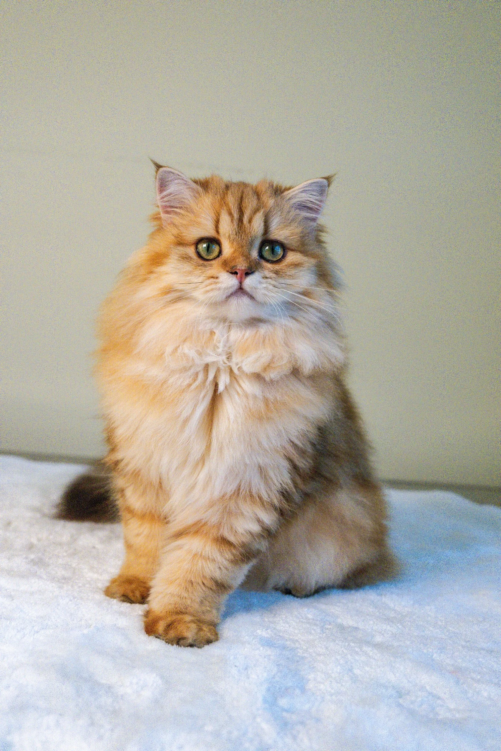 Malvina, our beautiful TICA-registered Scottish Straight Longhair future queen with a bright golden (ny22) coat and stunning green eyes. Very social, playful, and affectionate, she loves human company at PurrfectlyFold Cattery in Pennsylvania.
