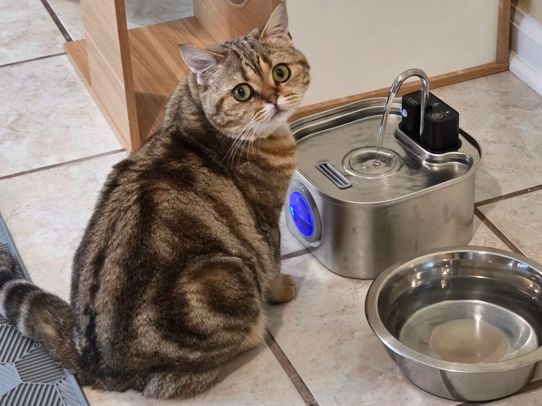 Ymmi, a black golden shaded classic tabby Scottish Straight queen from PurrfectlyFold, sipping from her stainless steel water fountain like a tiny boss while watching the sensor-on filter spring to life.