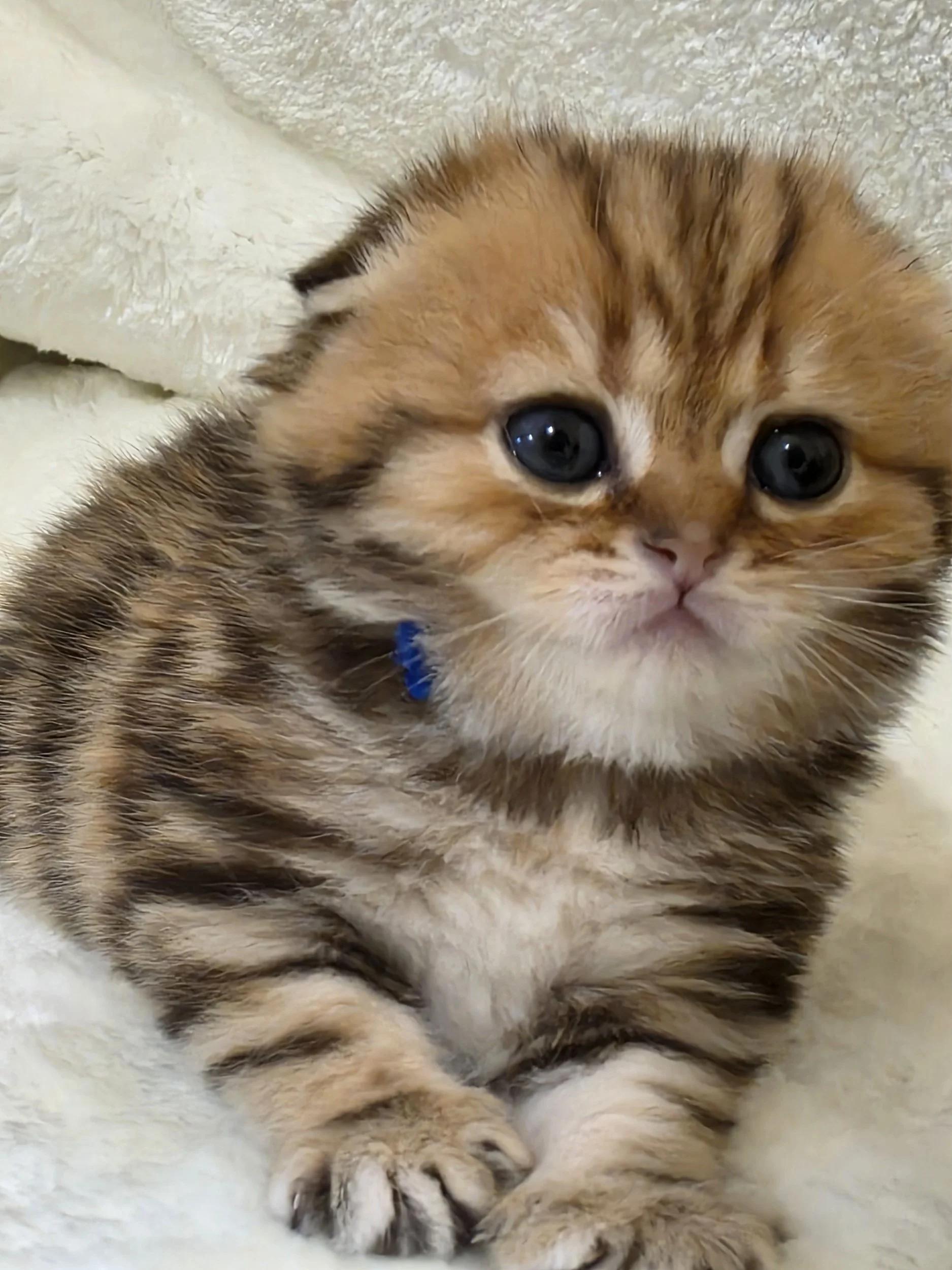 Scottish Fold Black Golden Classic Tabby Male SFS NY22