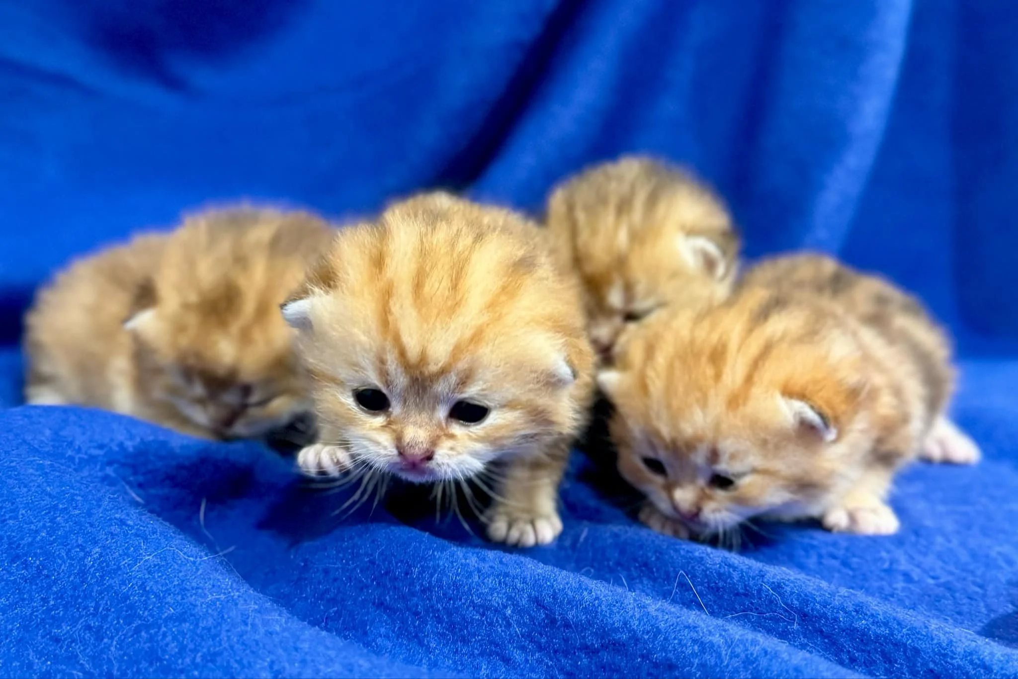 2 Weeks Old Scottish Fold Kittens Black Golden Shaded