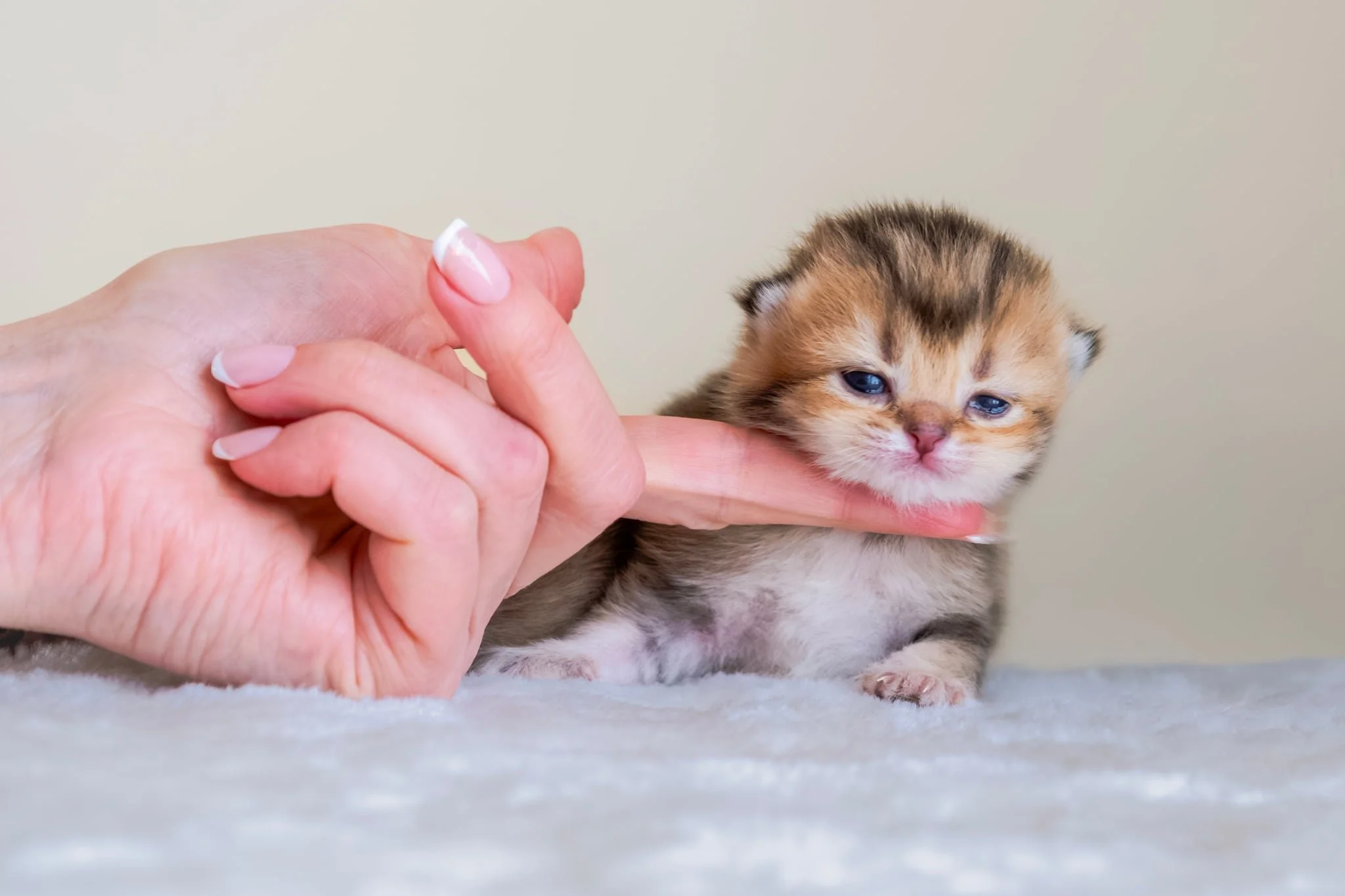 Adorable 9 days old black golden shaded Scottish Fold female kitten from Elwis of PurrfectlyFold on soft blanket