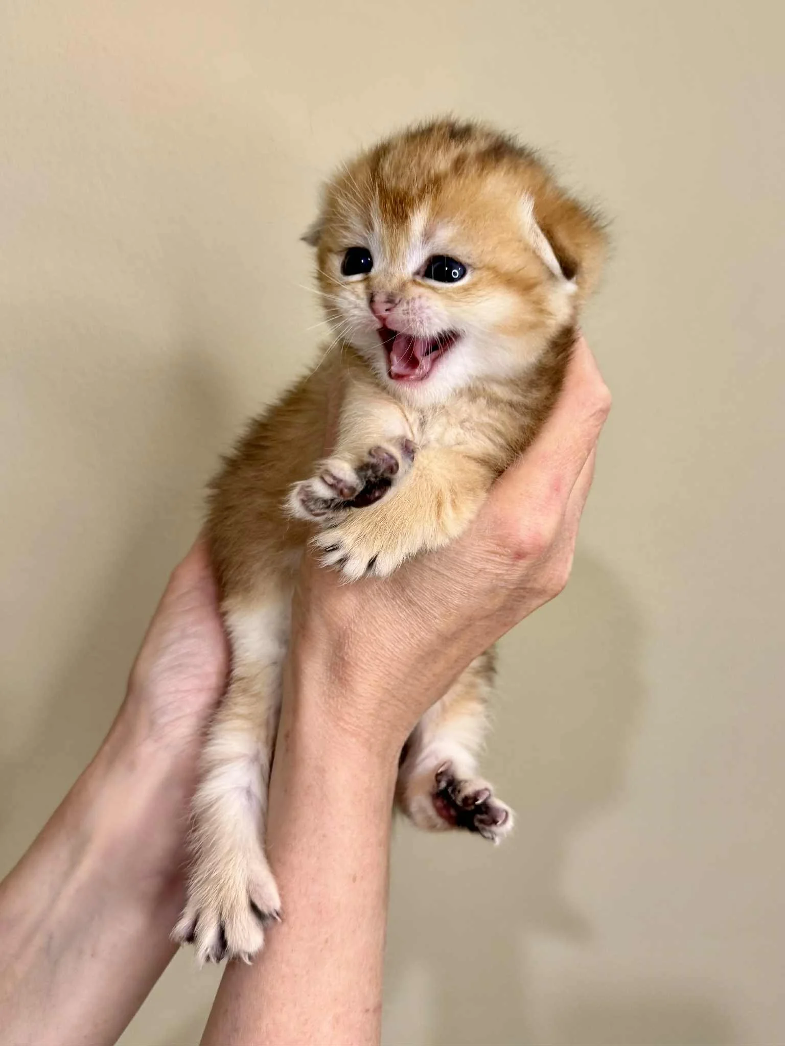 Three weeks old black golden shaded Scottish fold kitten