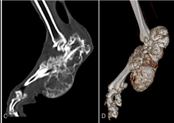 X-ray of Scottish Fold feet showing SFOCD deformities