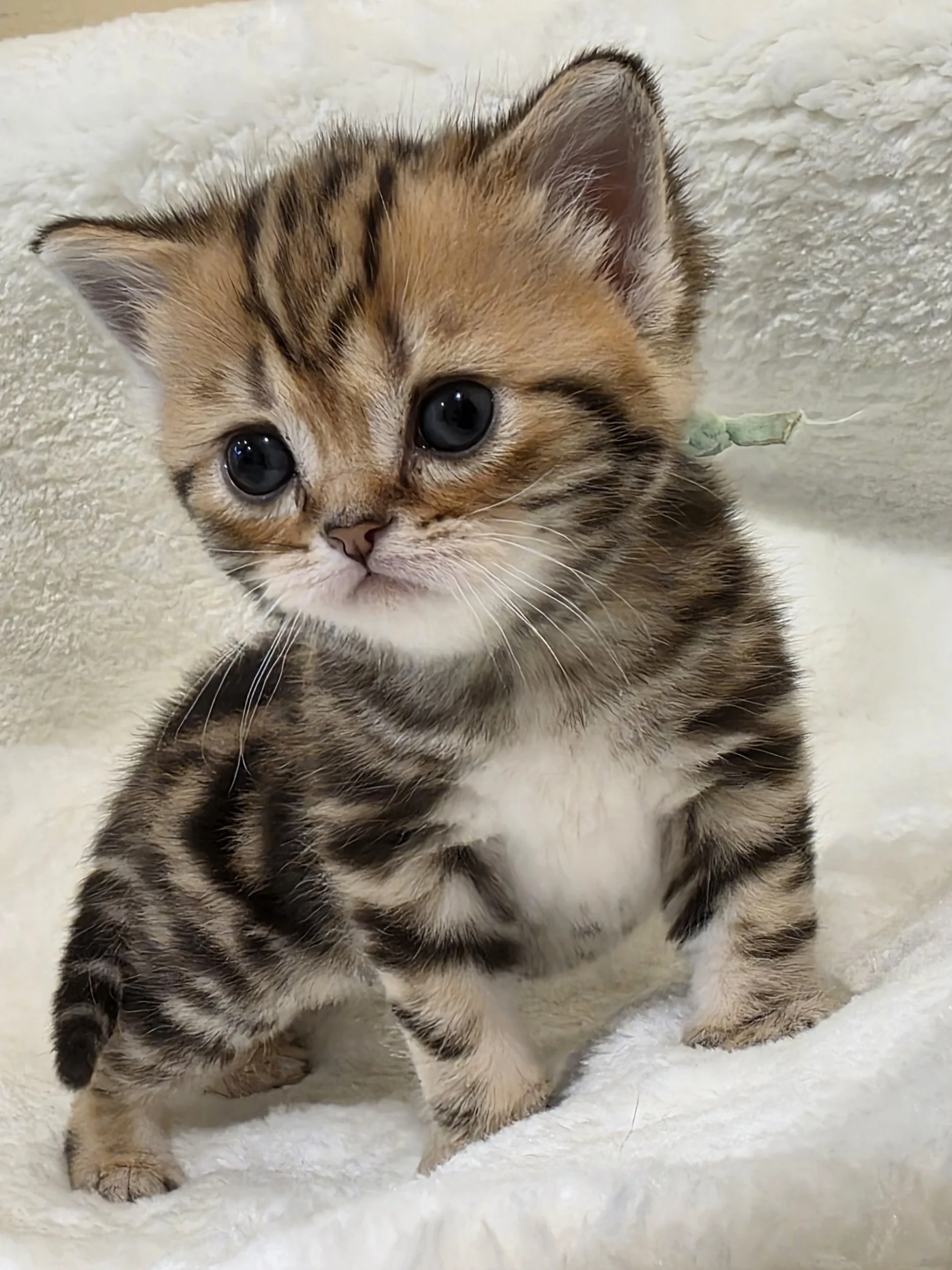 Scottish Straight Black Golden Classic Tabby Male STS 71 NY22 looking into camera